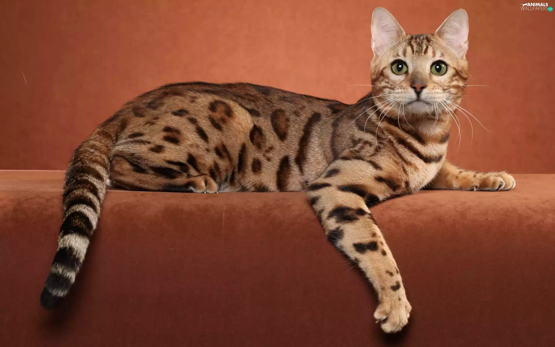 cat, Ocicat