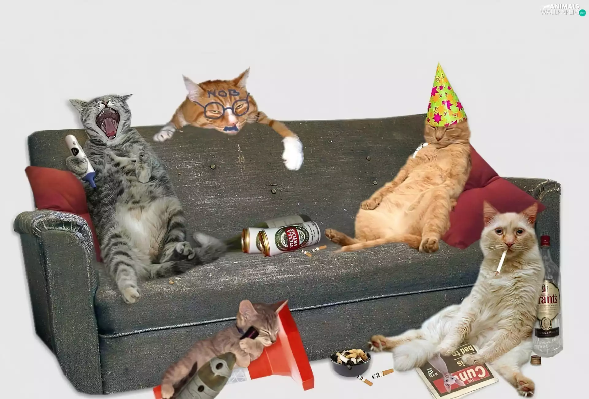 Cat, Party