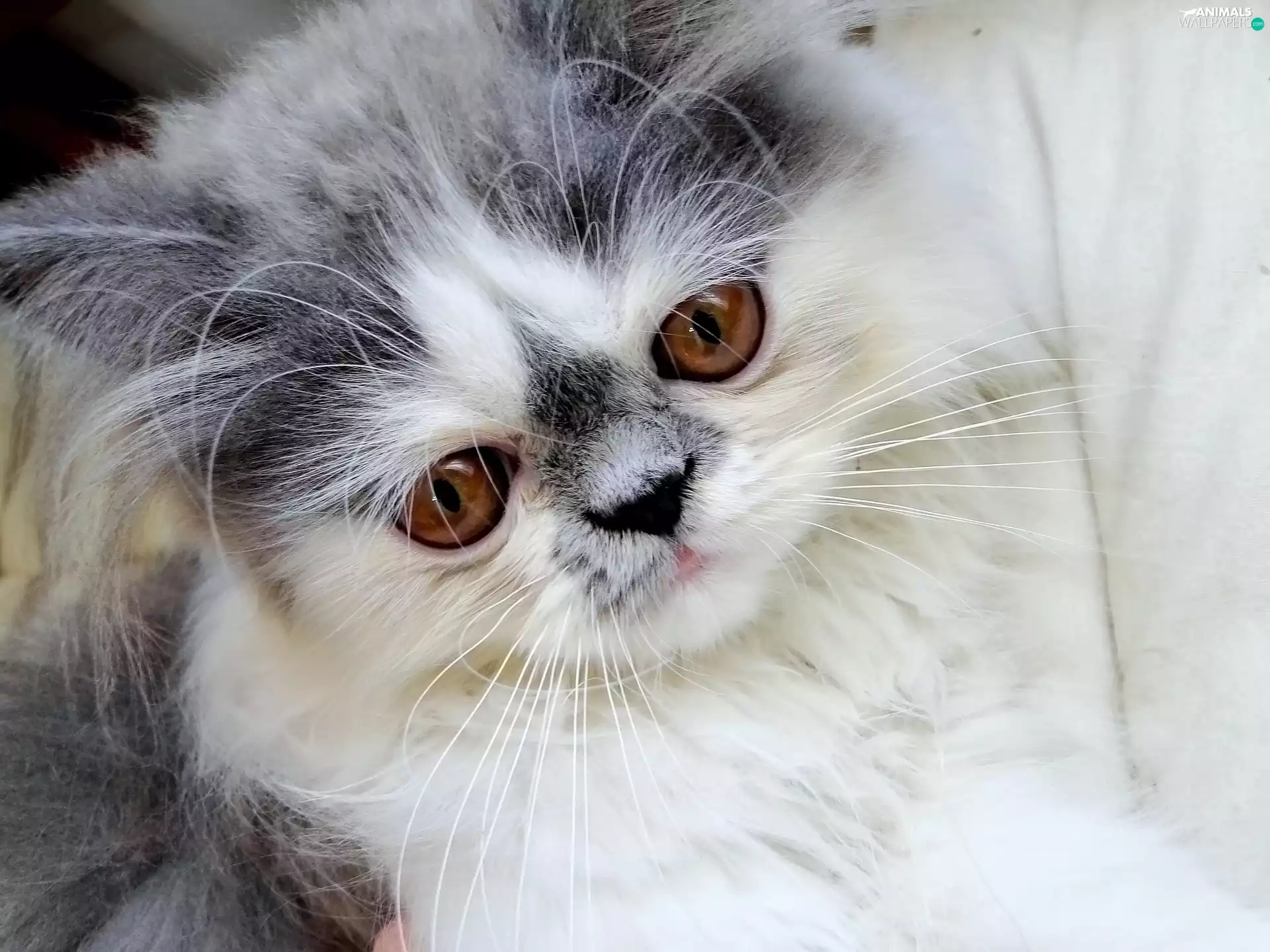 cat, persian