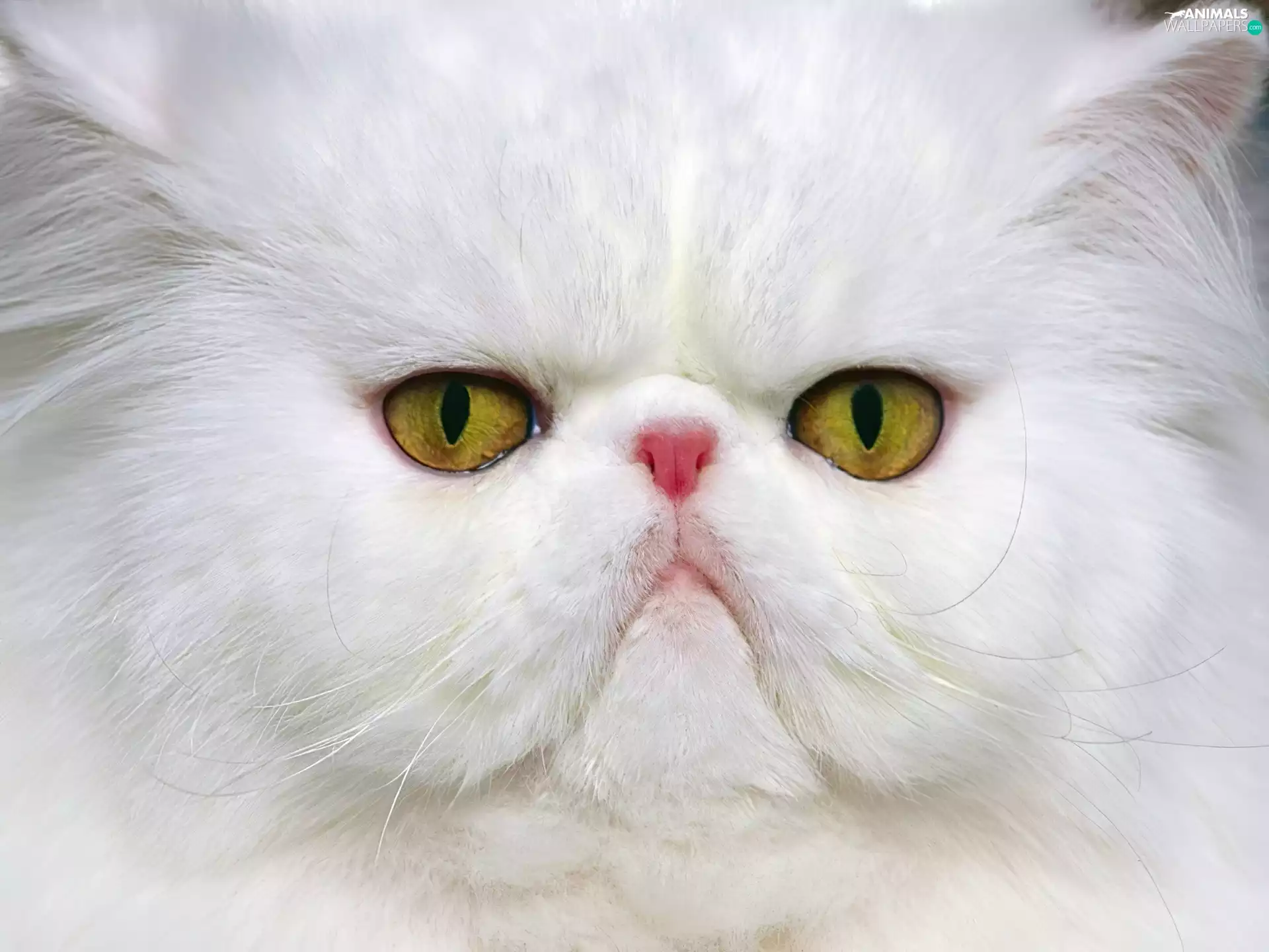 cat, persian