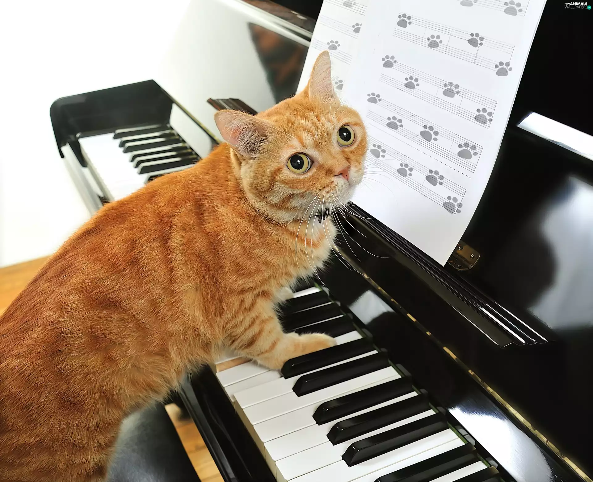 cat, piano