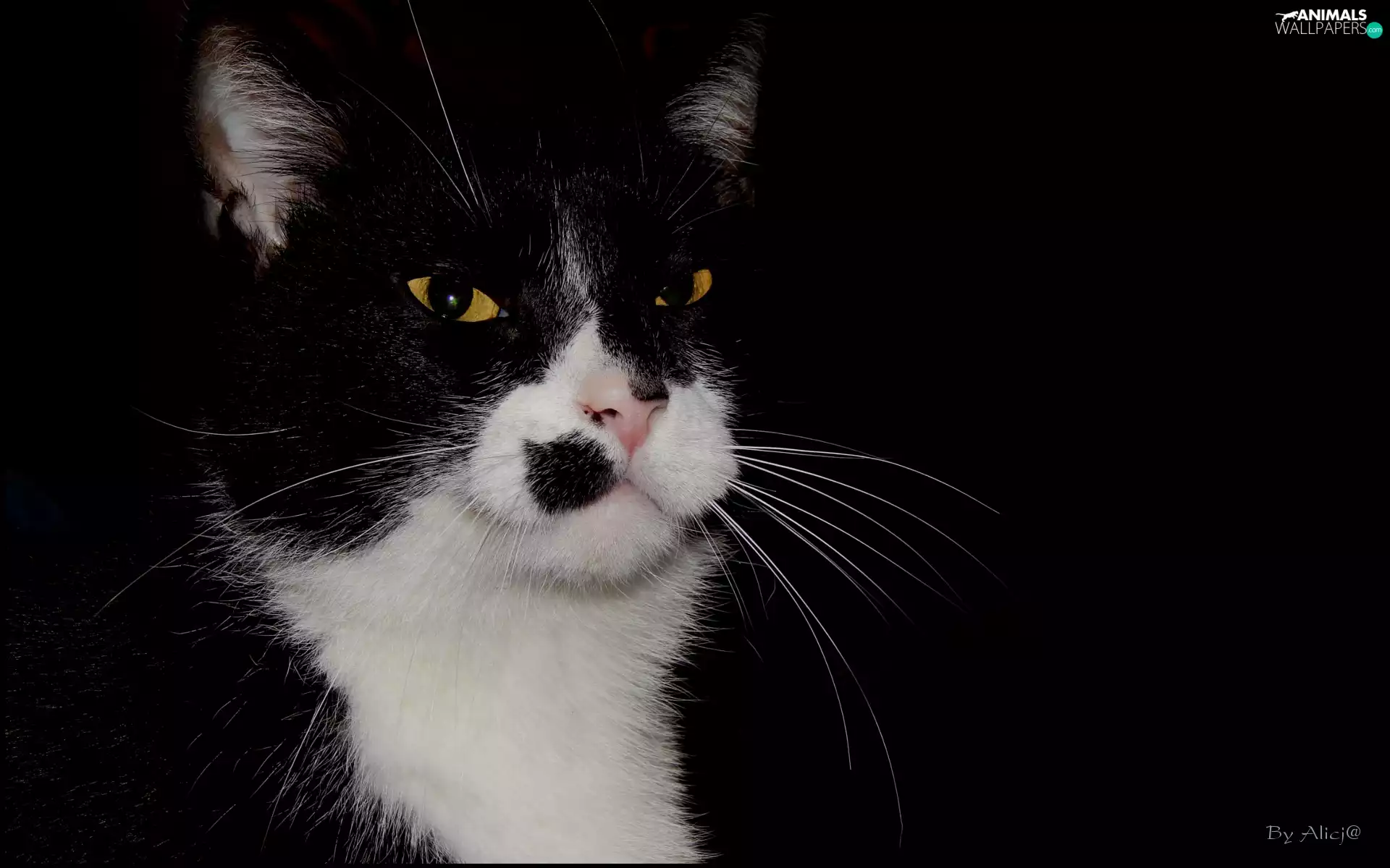 pinto, muzzle, Spot, cat