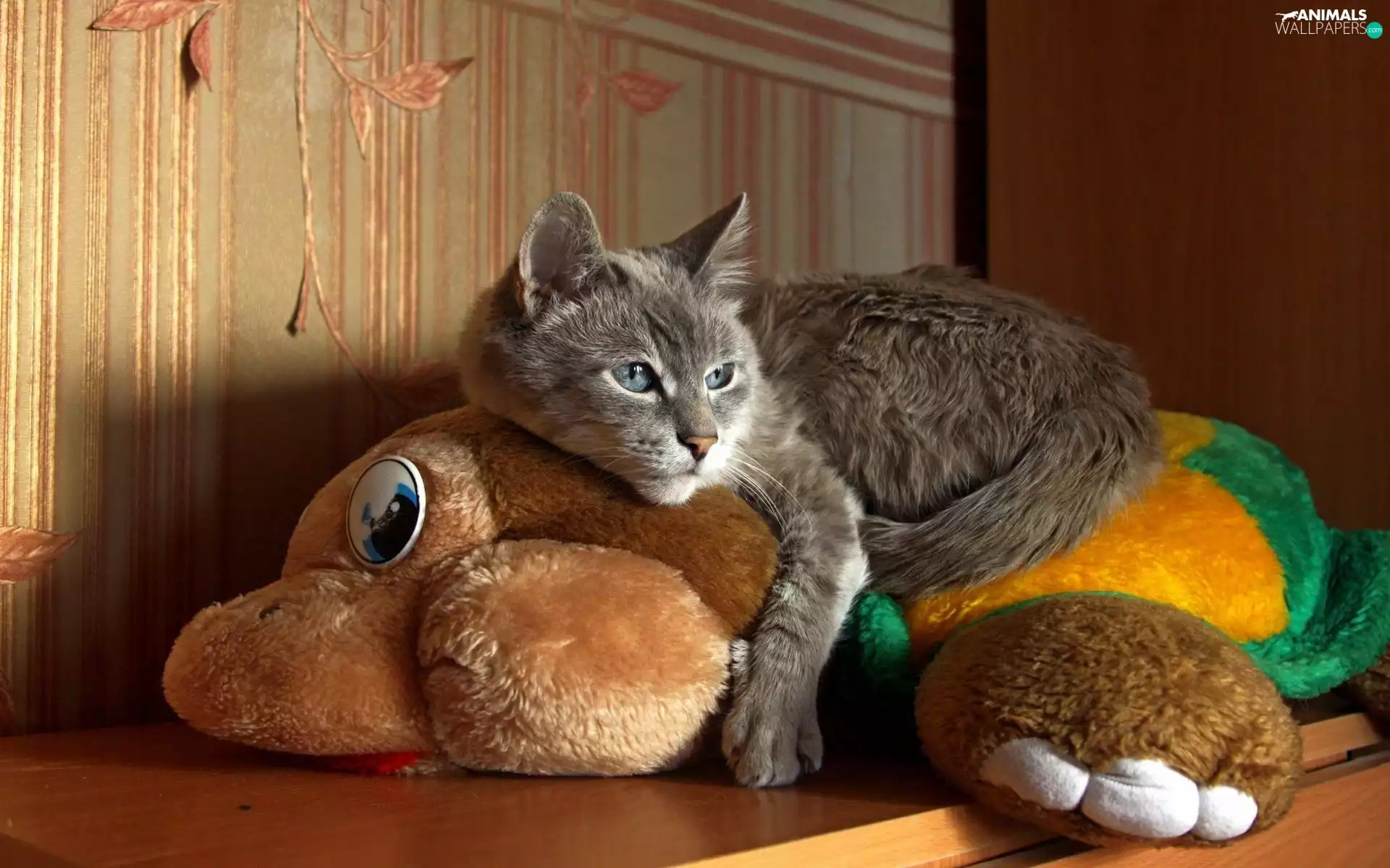 plush toy, dun, cat