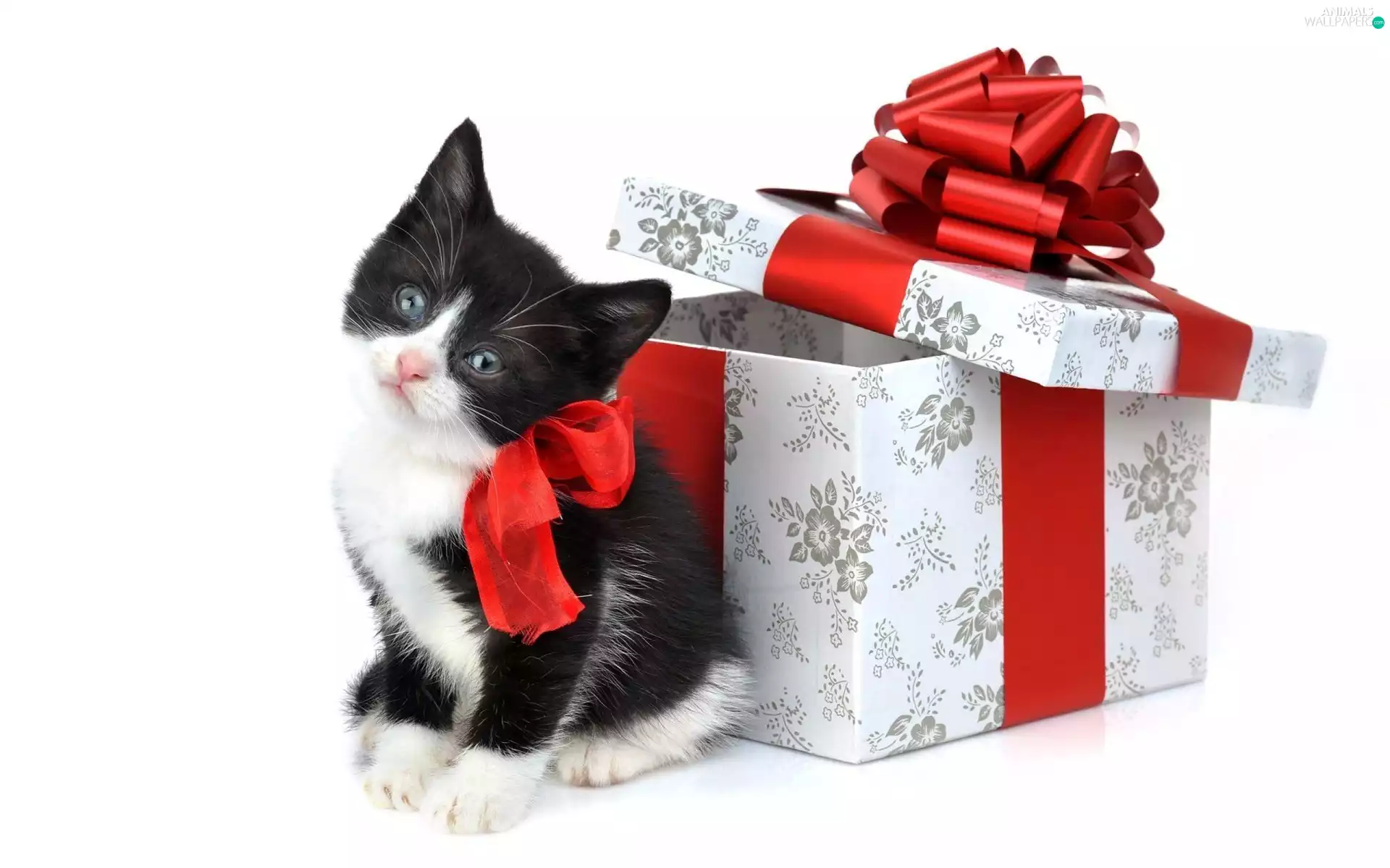 cat, Present