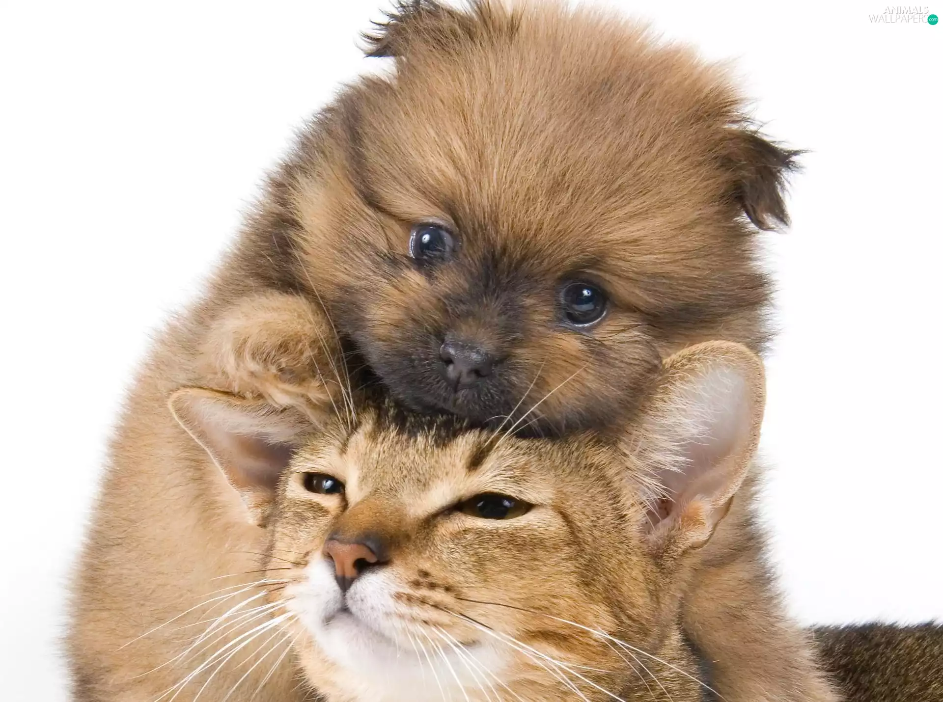 cat, Puppy