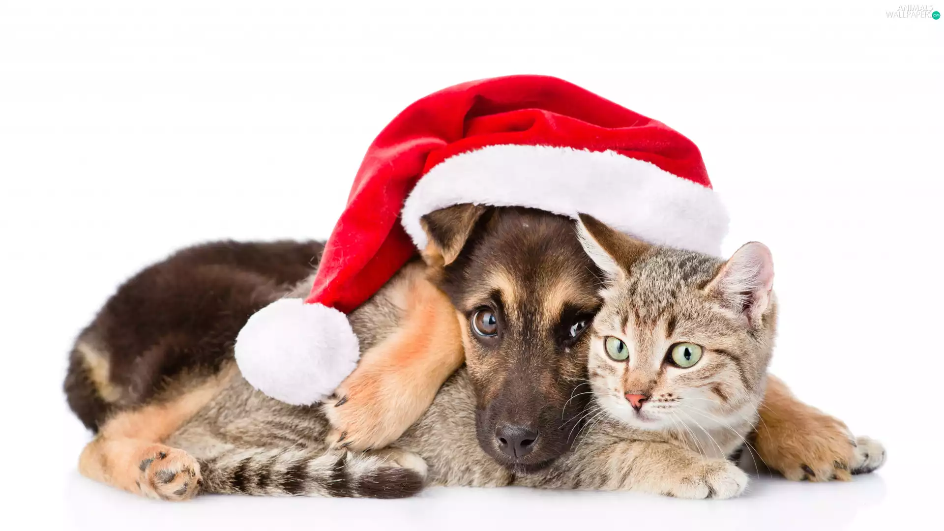 Nicholas, cat, Puppy, Hat, dog