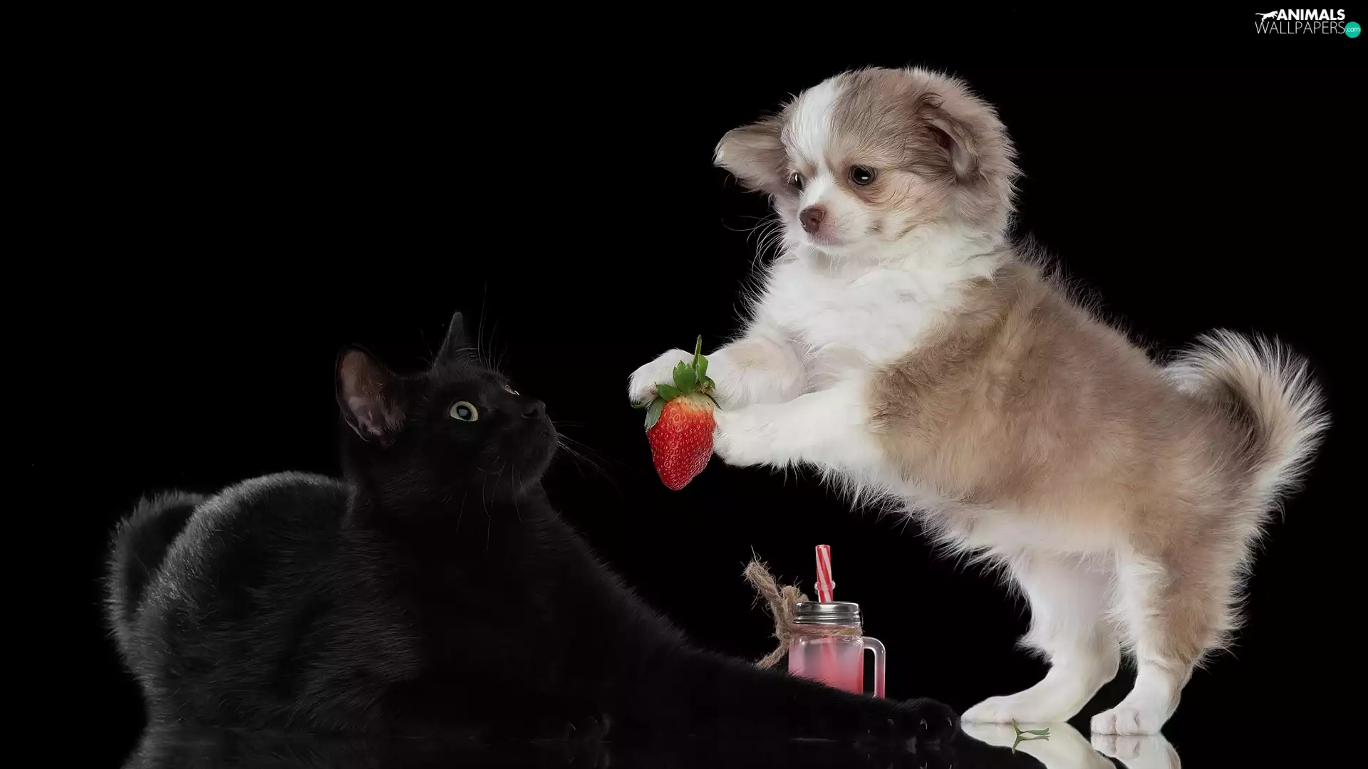 Black, cat, Puppy, Strawberry, dog