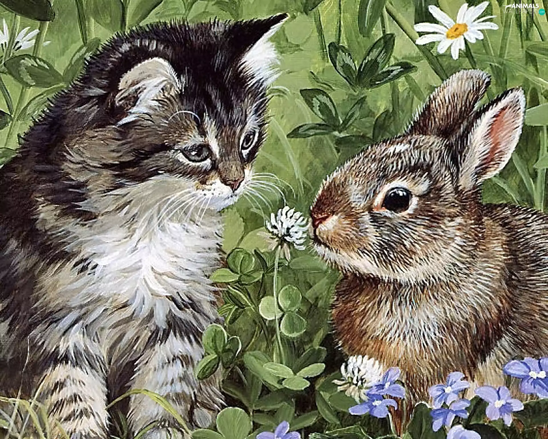 cat, Rabbit