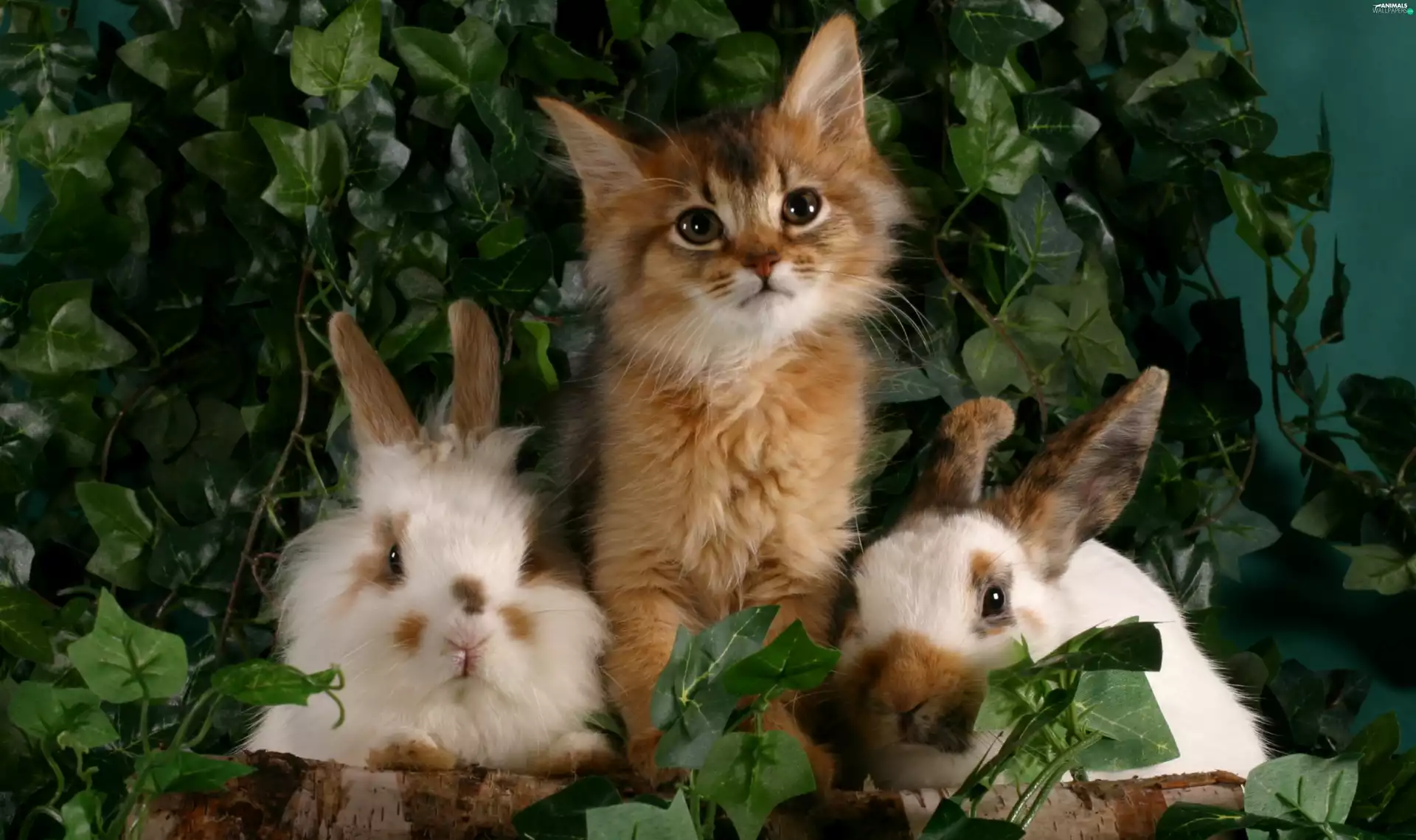 cat, Rabbits