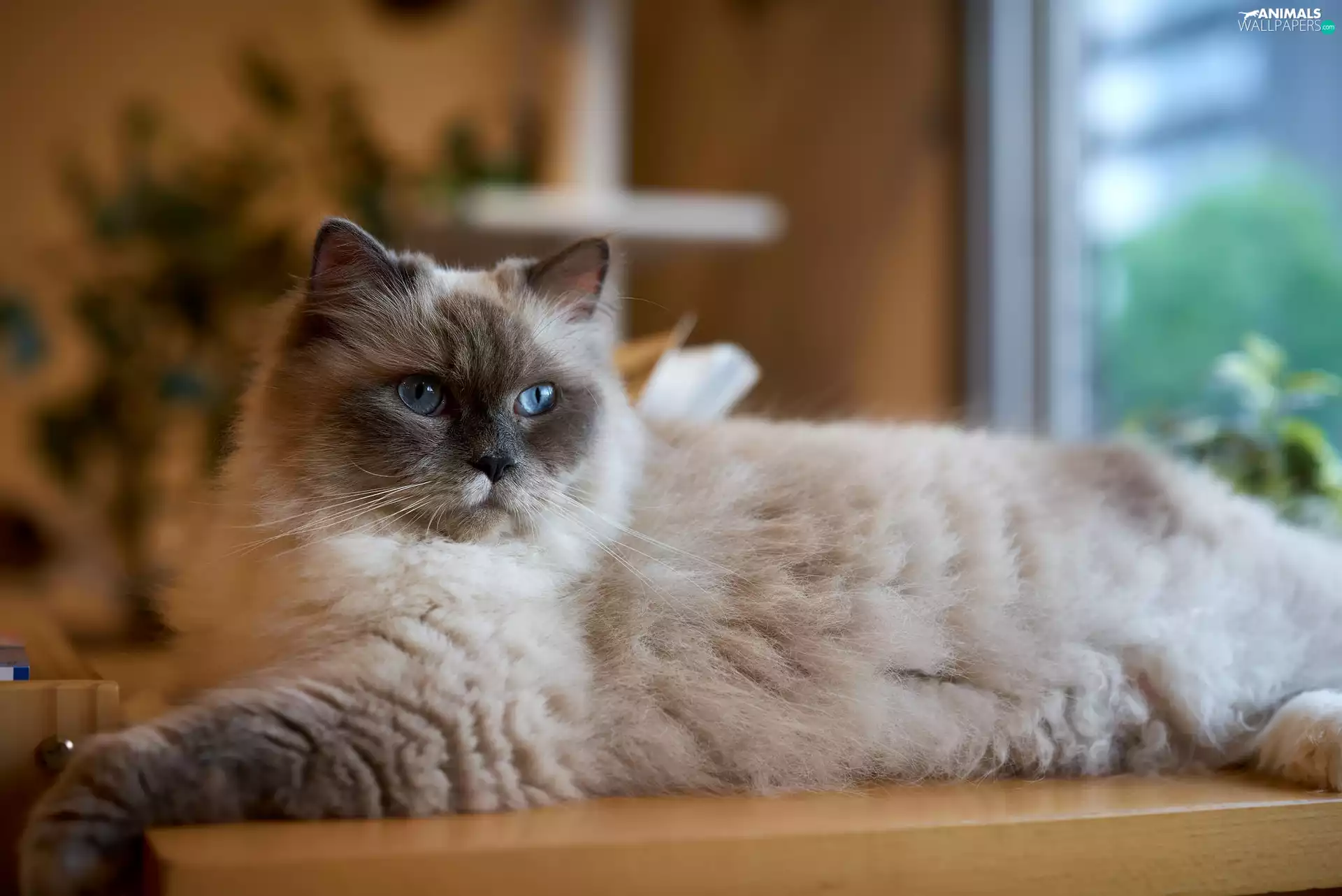 cat, Ragdoll
