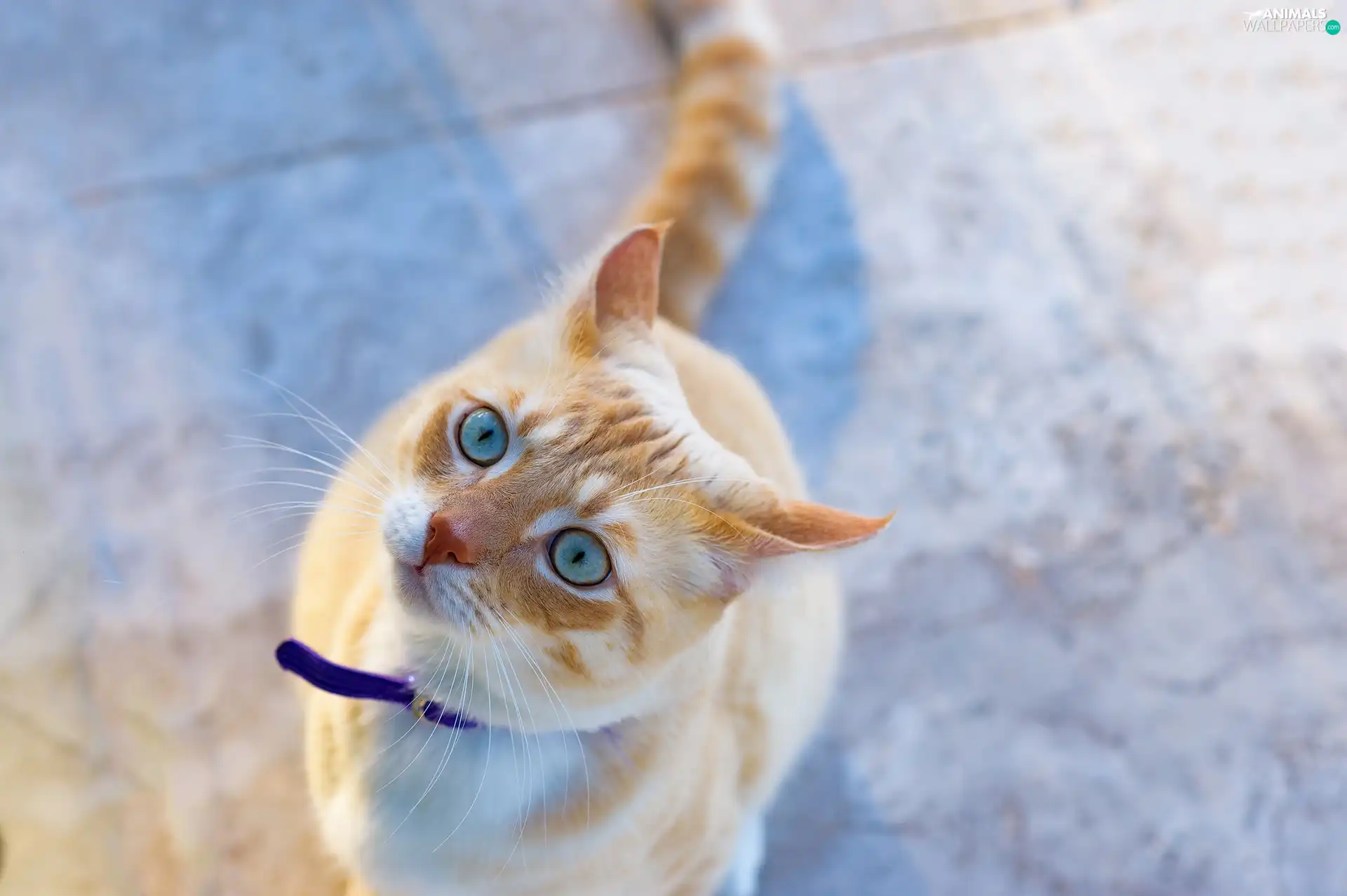 white and red, The look, blurry background, cat