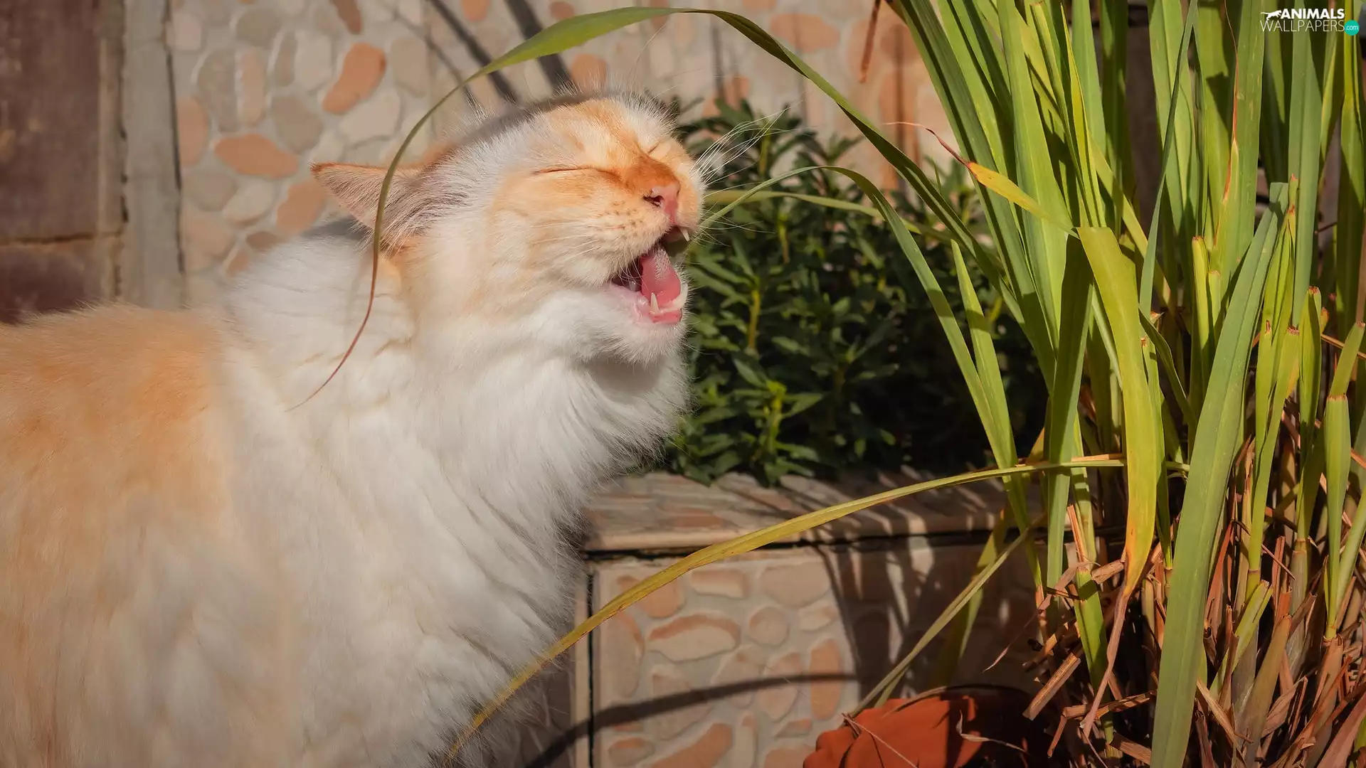 Reddish, plant, pot, cat