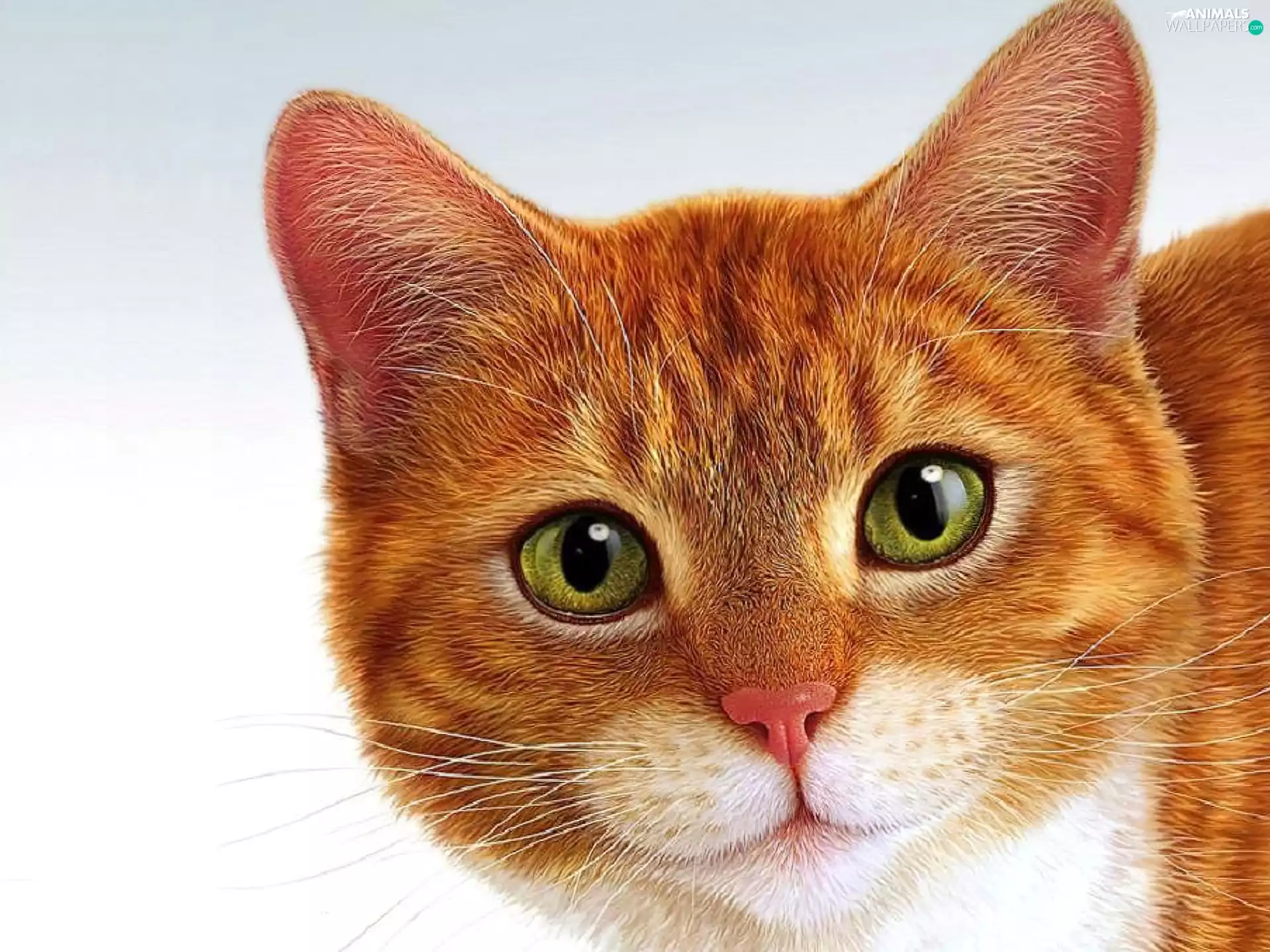 cat, Beatyfull, Redhead