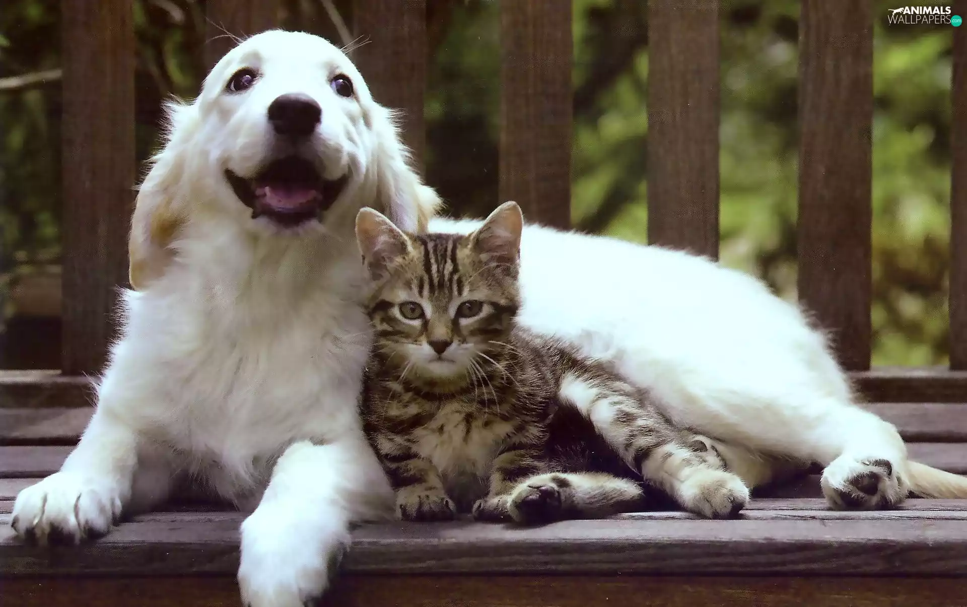 cat, Golden Retriever