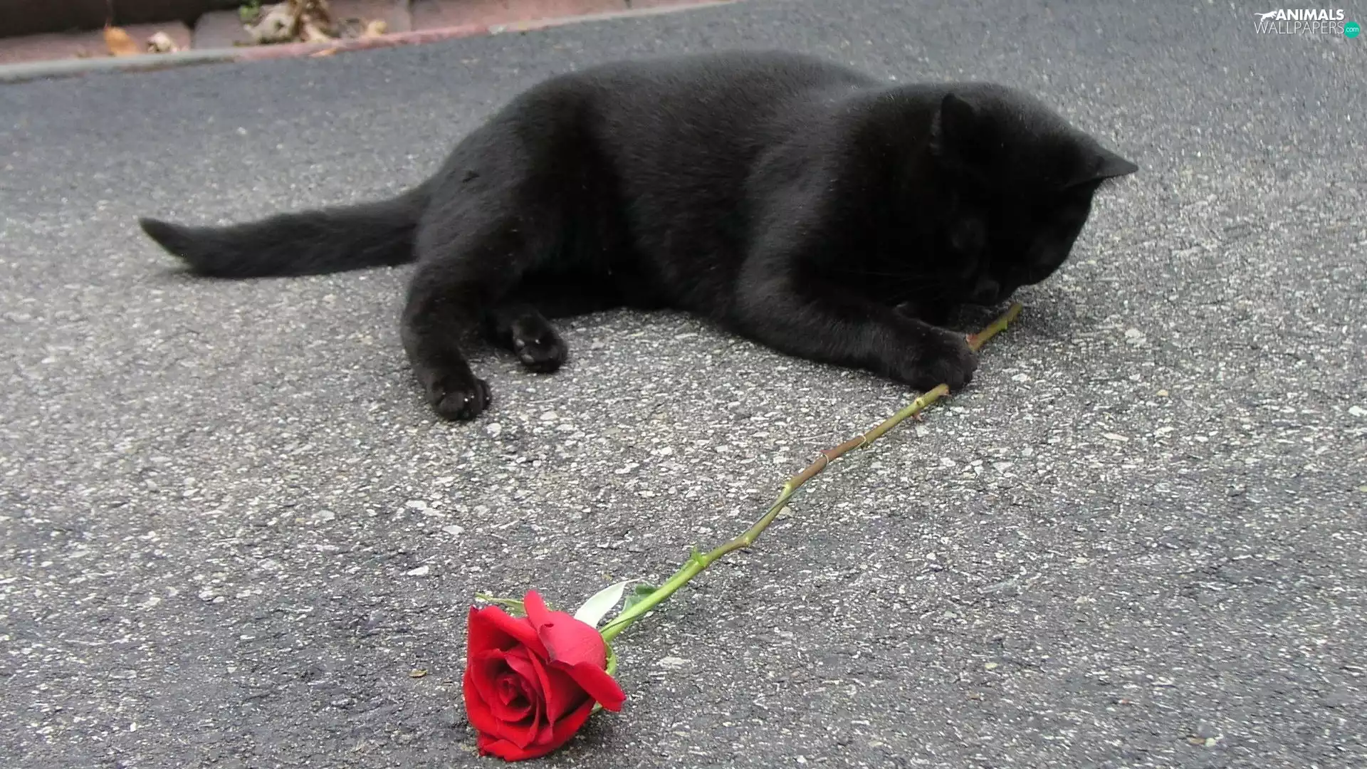 cat, rose