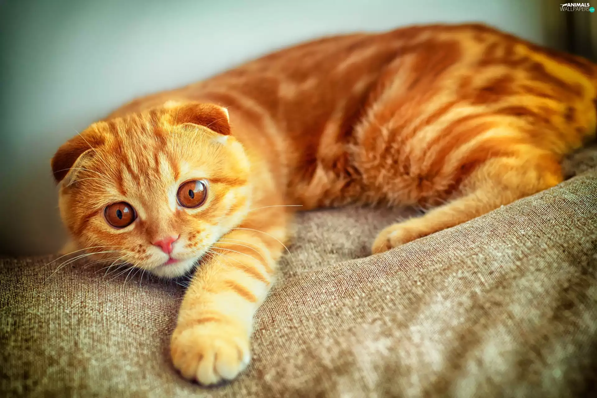 Scottish Fold, ginger, cat