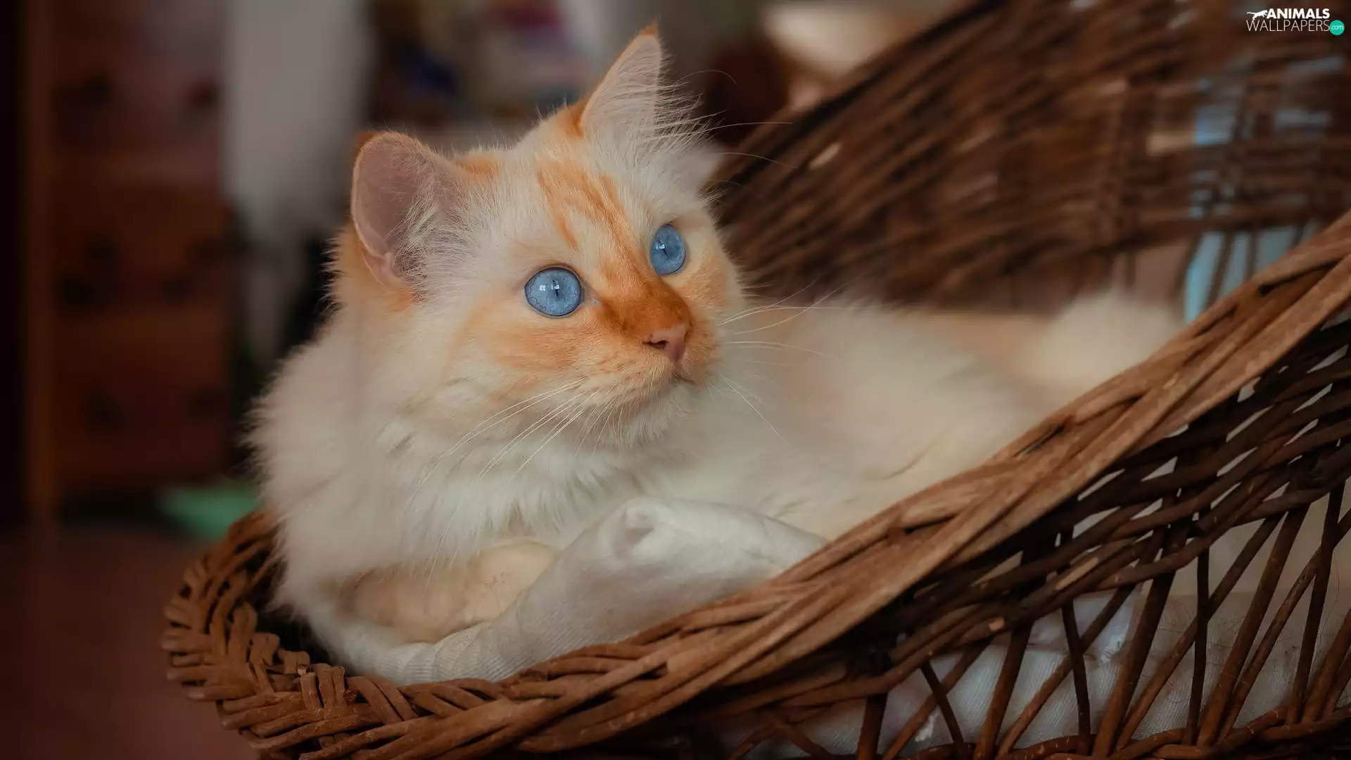 seat, Blue Eyed, cat