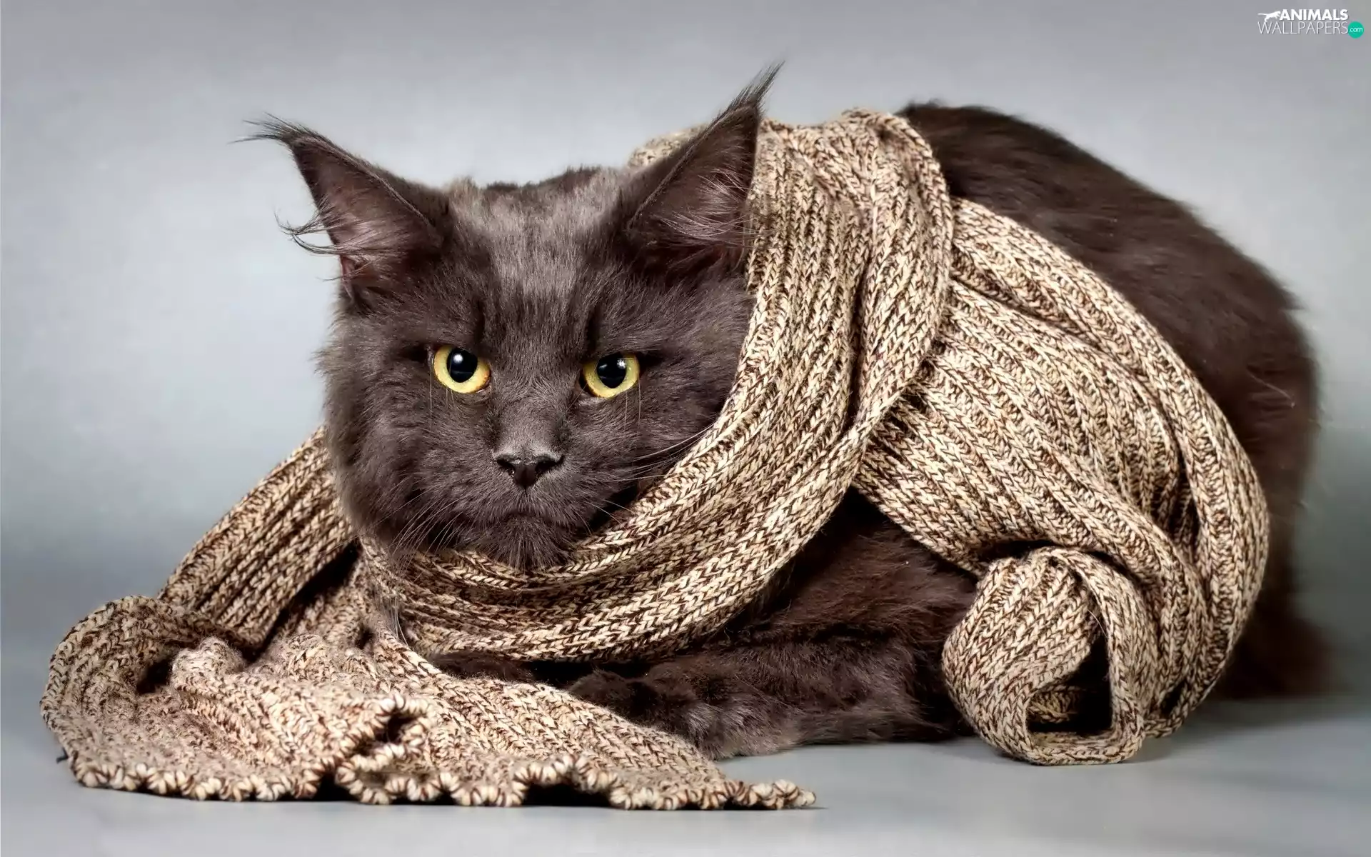 cat, shawl