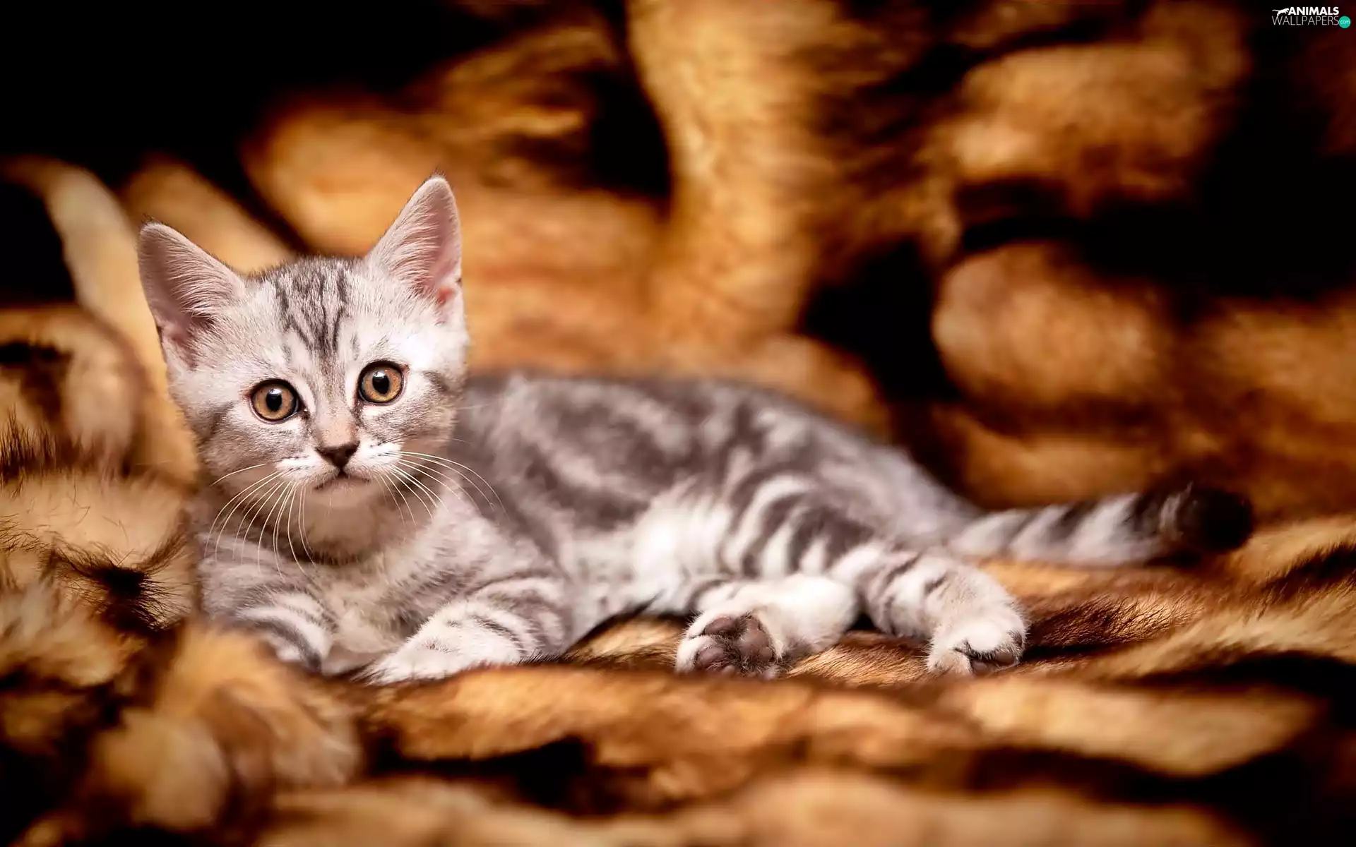 cat, British Shorthair