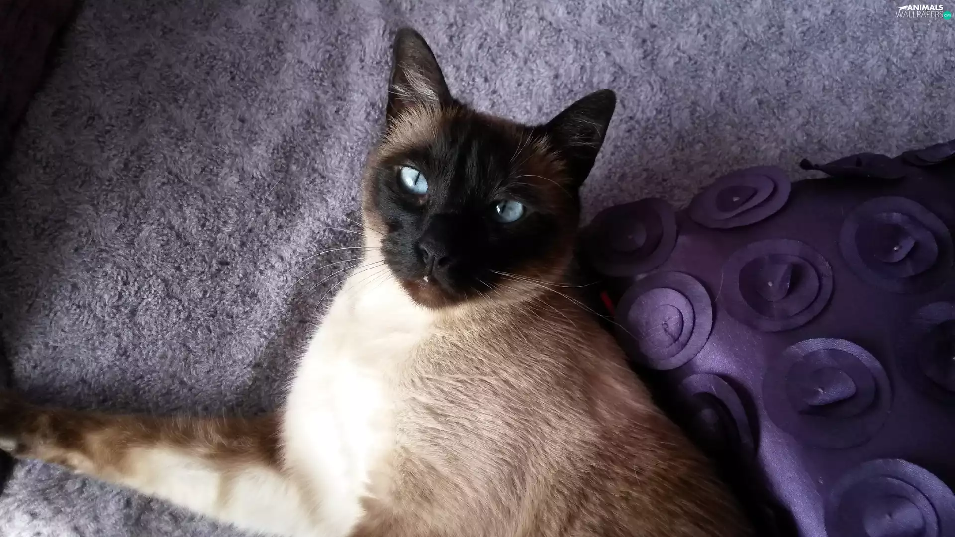 cat, Siamese