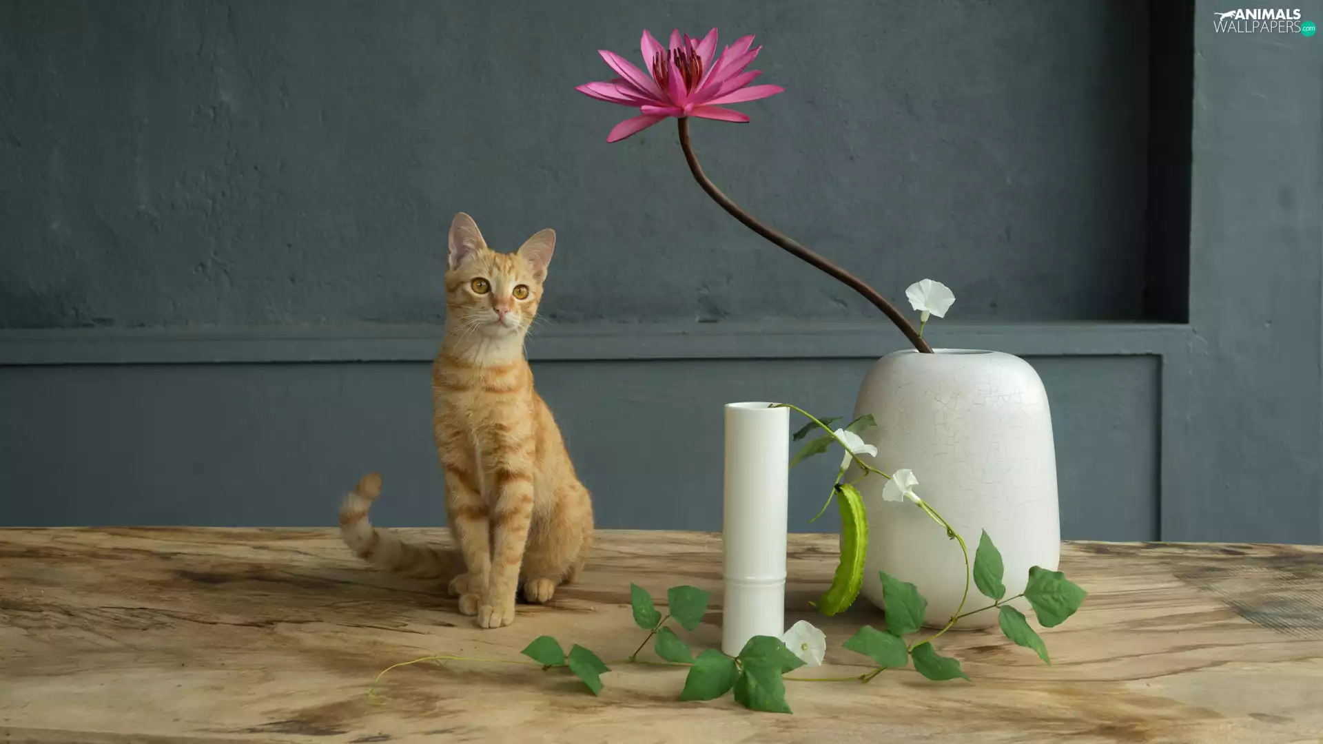 water-lily, bindweed, cat, Vase, sitter