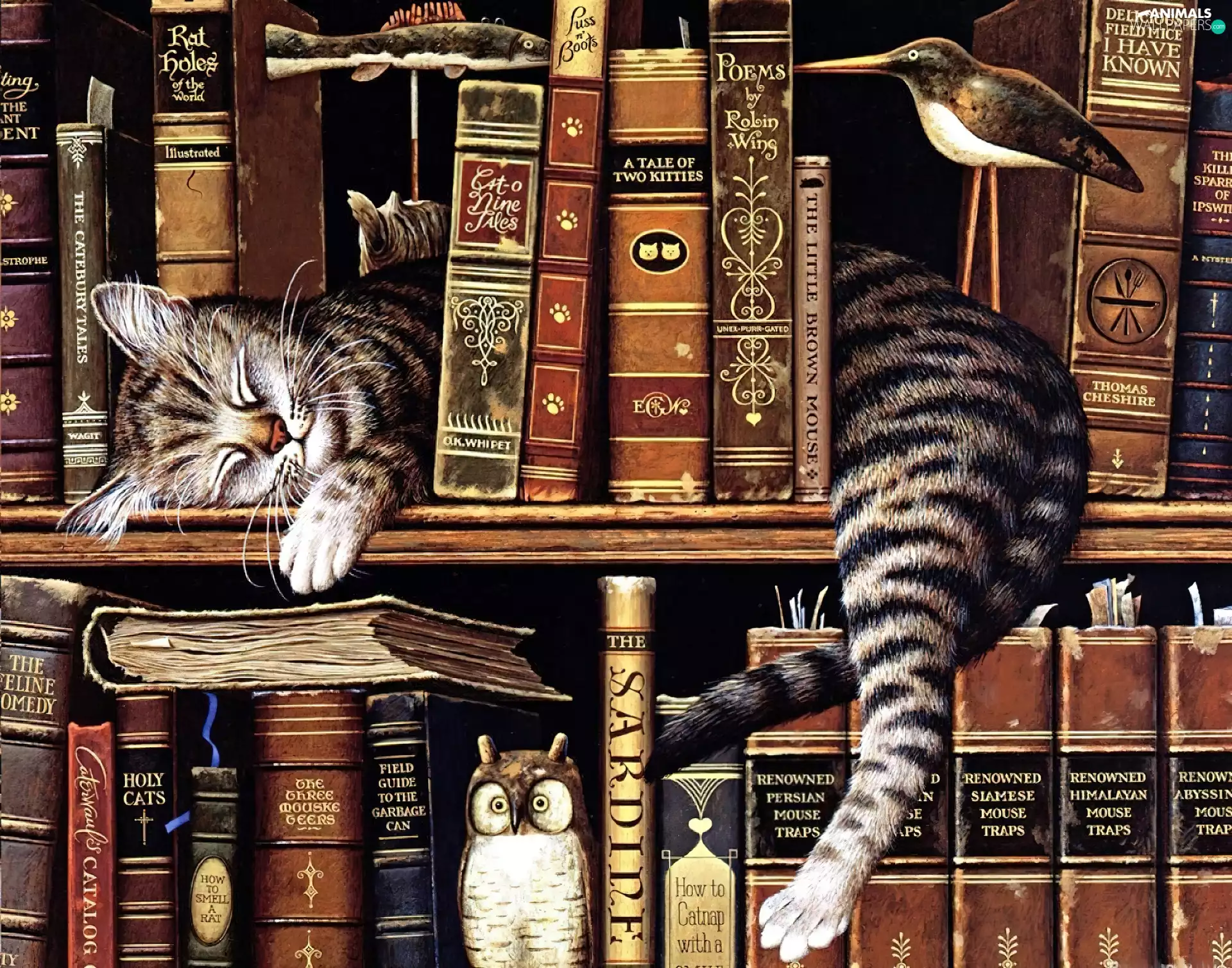 sleepy, bookstand, Books, cat