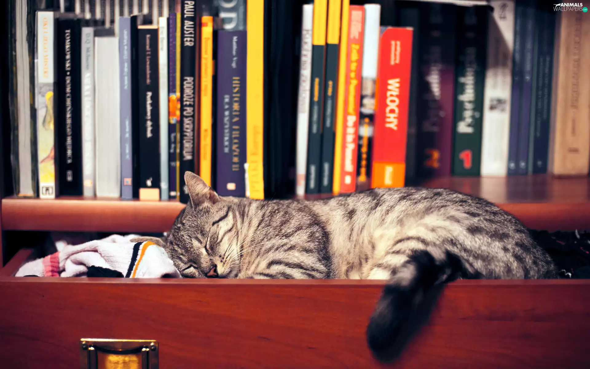 sleepy, drawer, Books, cat