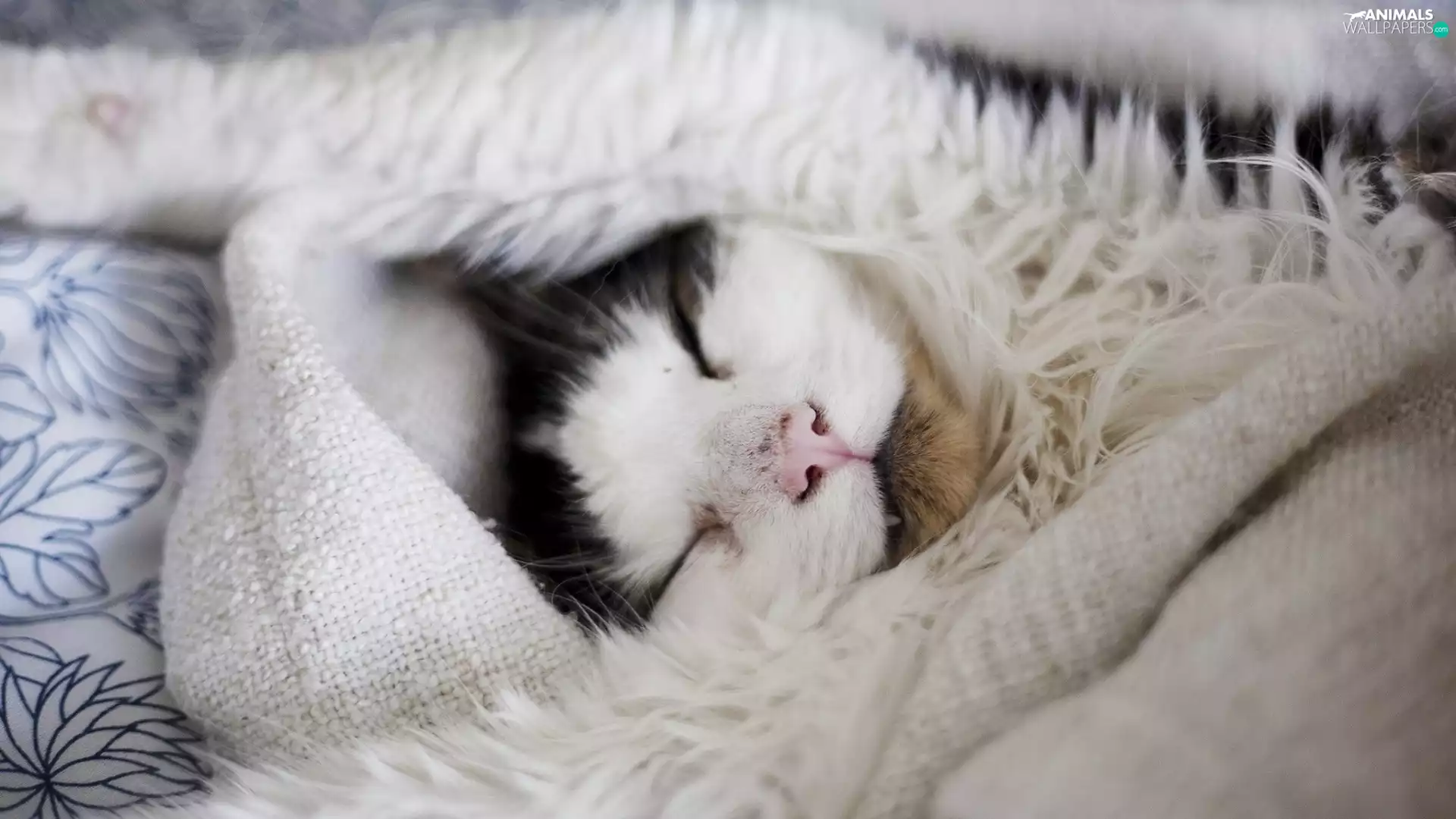 sleepy, Blanket, feet, cat