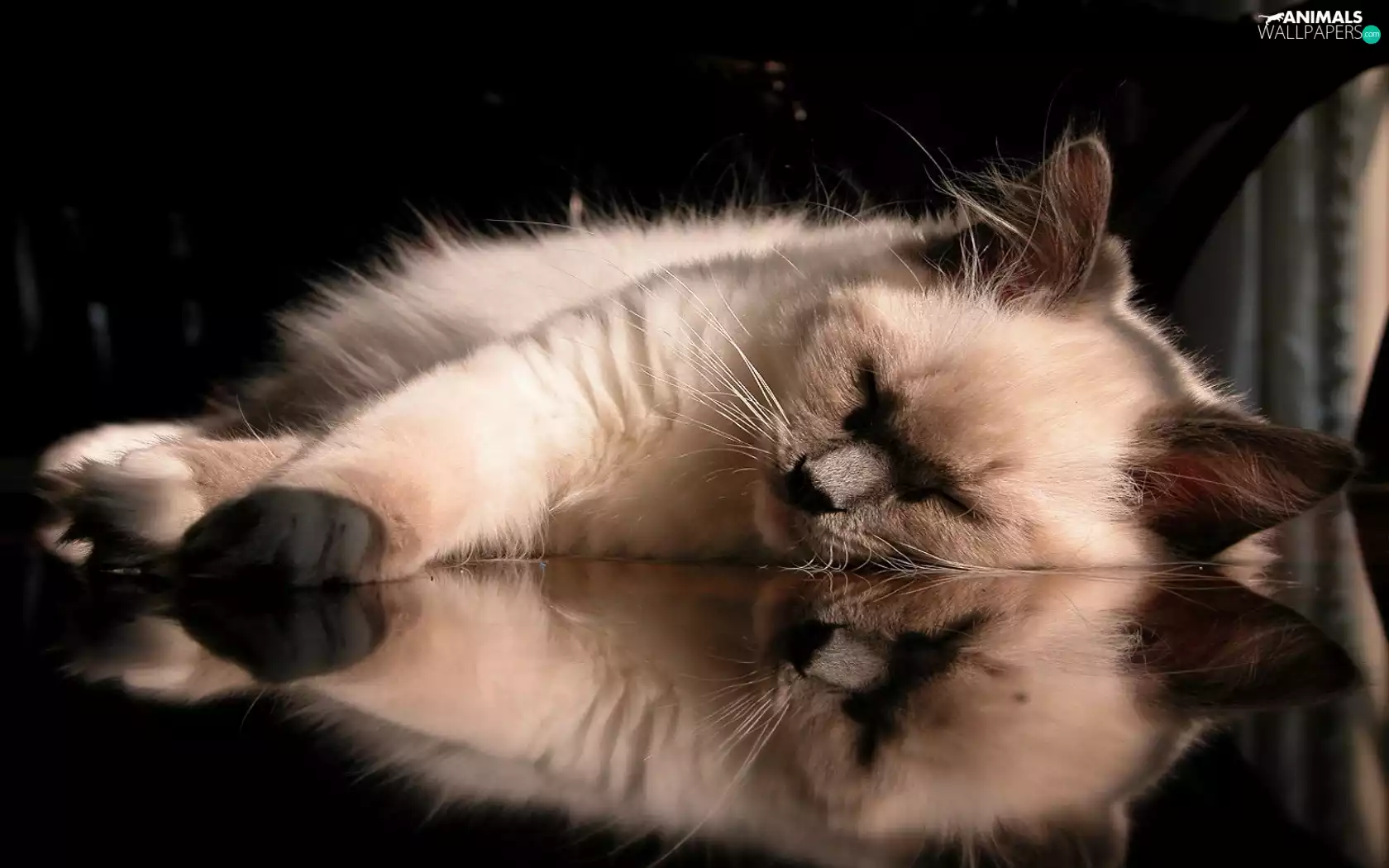 sleepy, pud, reflection, cat