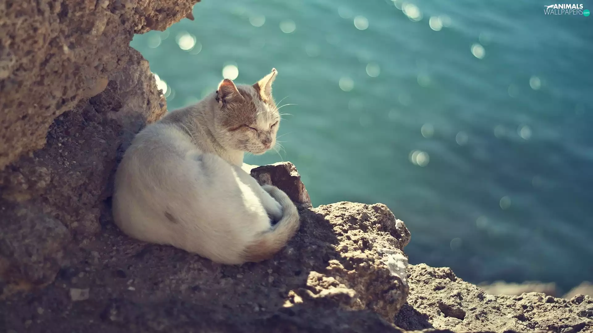 sleepy, Rocks, summer, cat