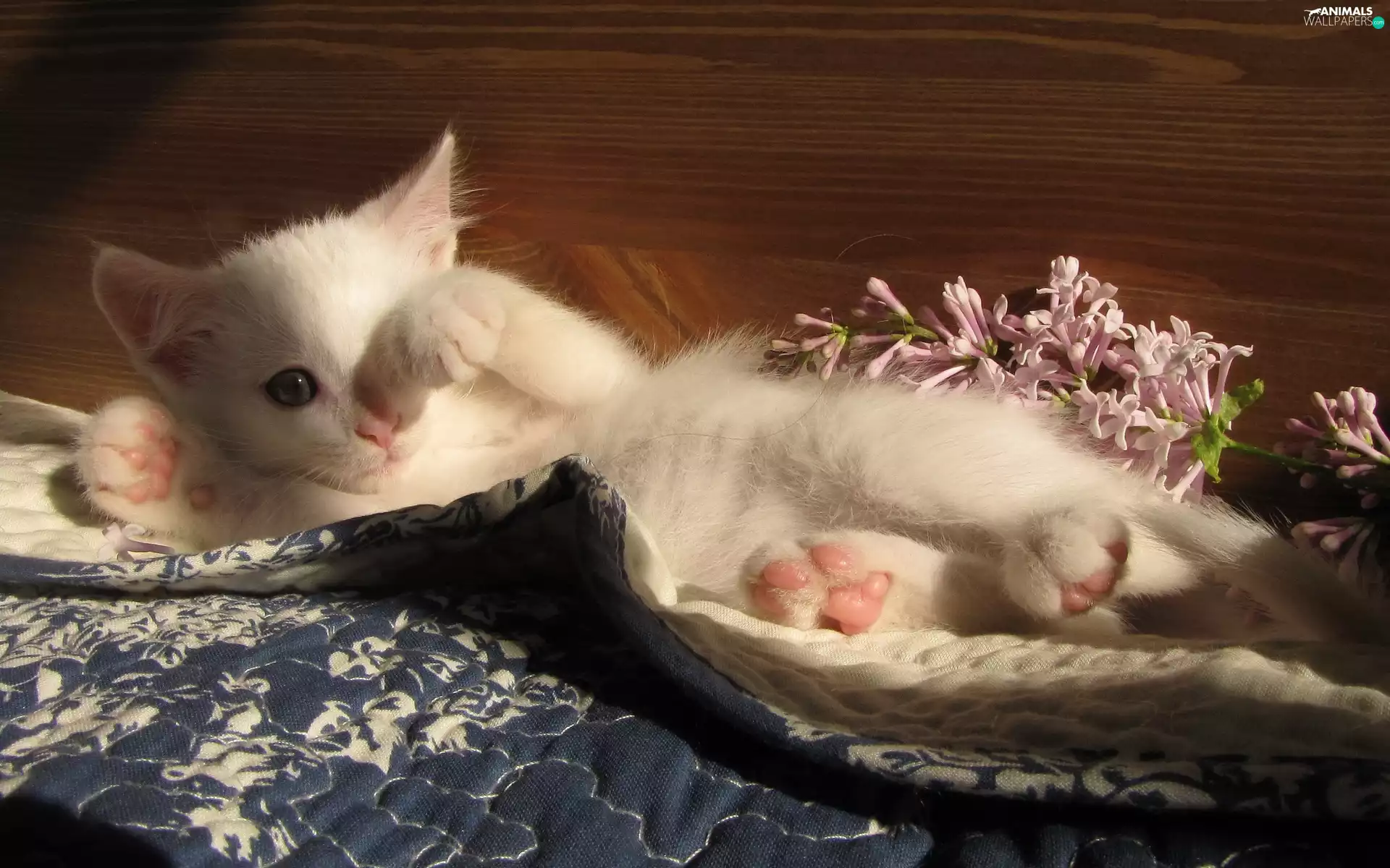 sleepy, without, twig, cat