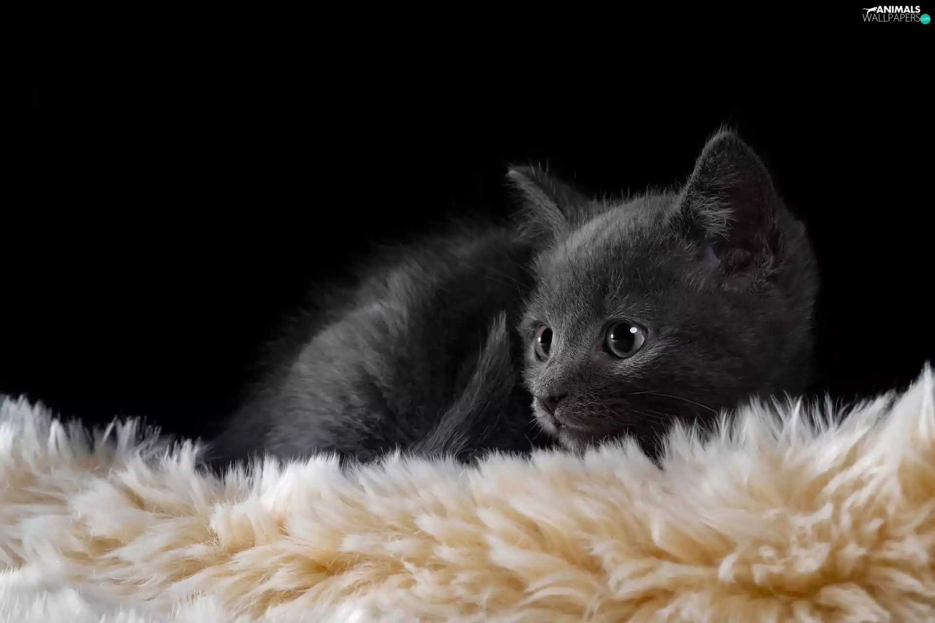 cat, Black, small