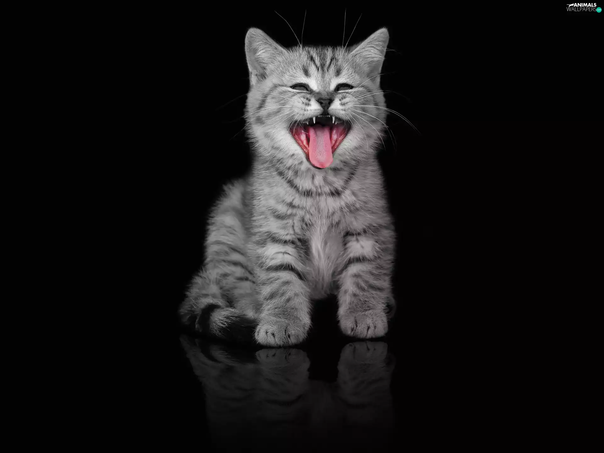 cat, Smile