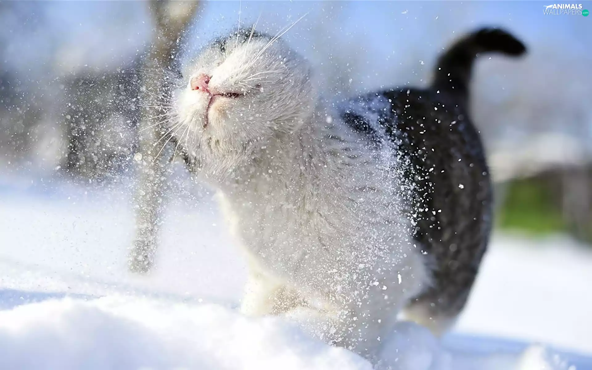 cat, snow