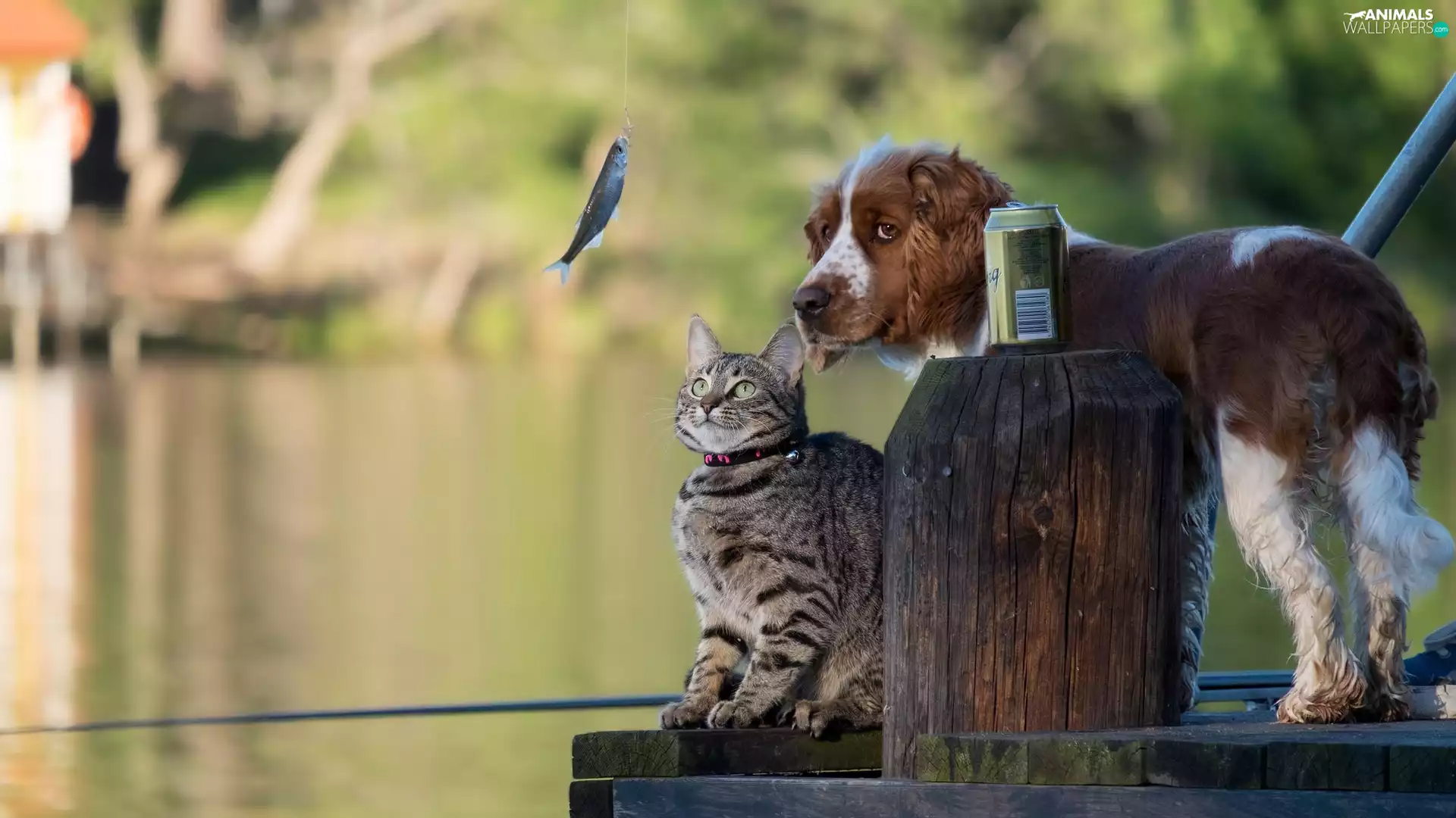 Fish, English Spaniel Can, footbridge, fishing rod, cat