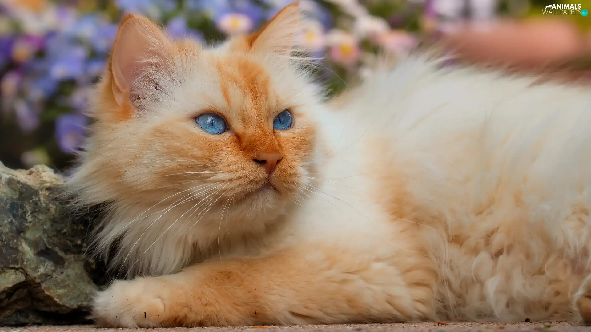 ginger, cat, Stone, Blue Eyed