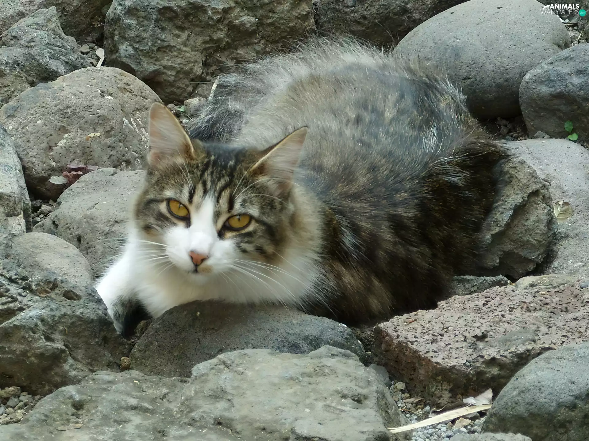 cat, Stones