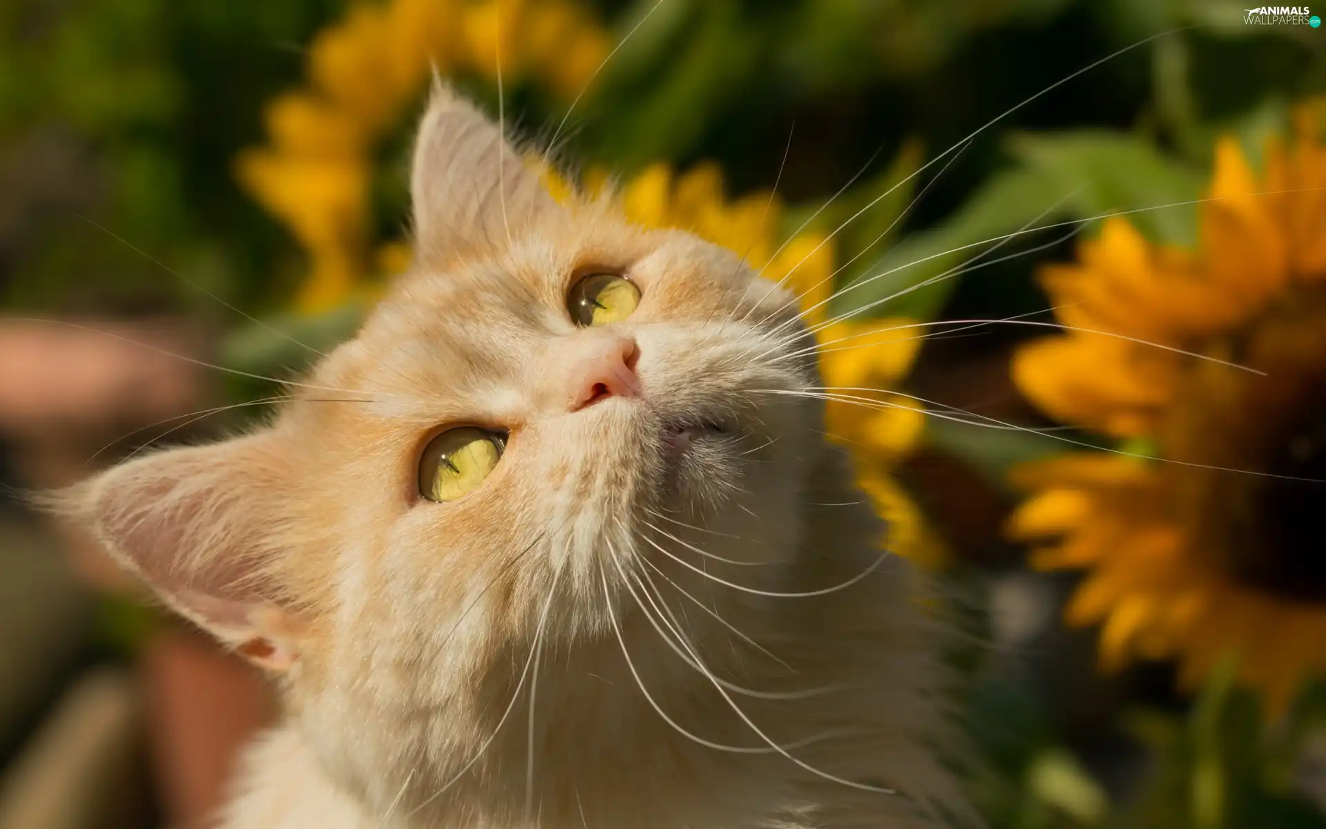 Nice sunflowers, ginger, cat