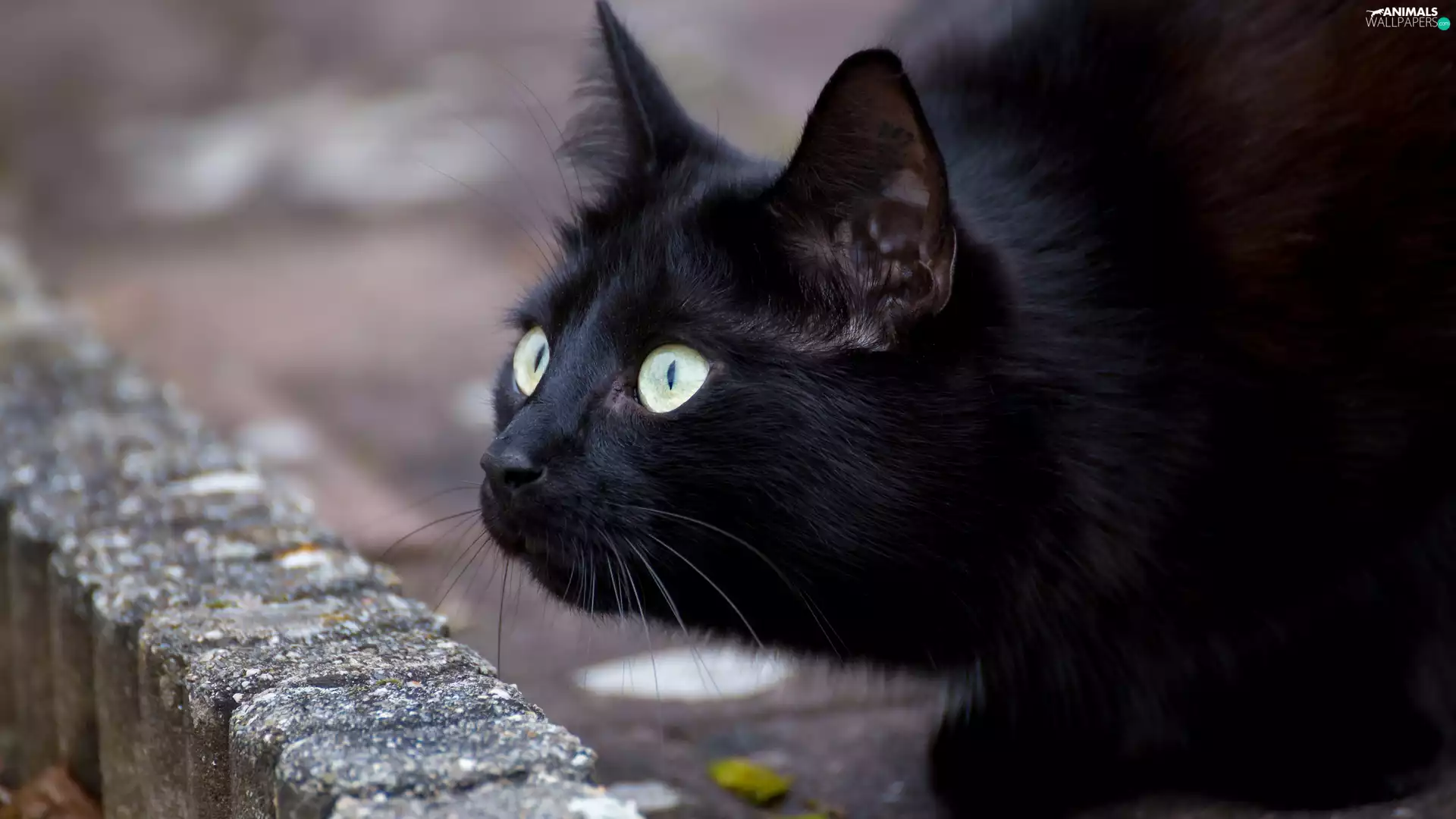 The look, Black, cat