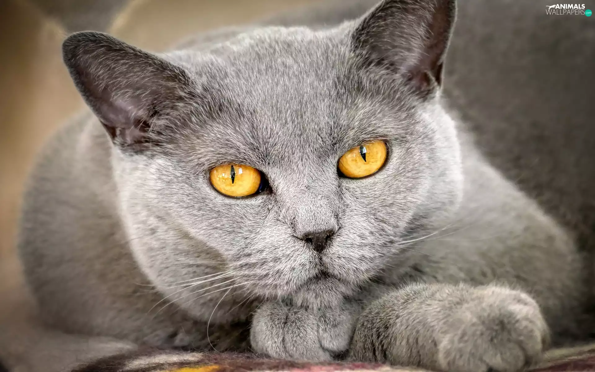 Eyes, rapprochement, The look, Yellow, British Shorthair Cat