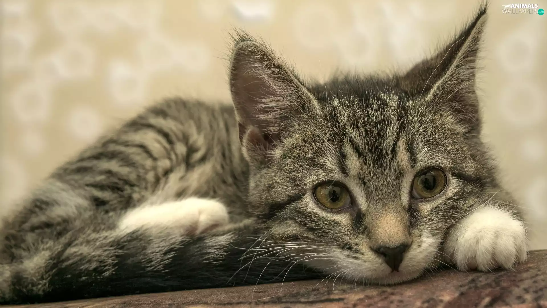 Gray, cat, The look, small