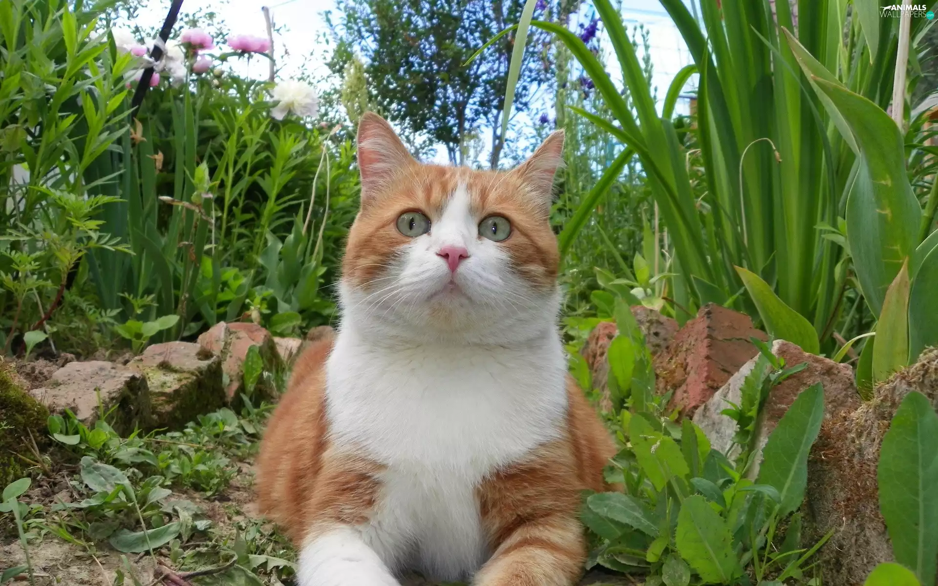 russet, cat, The look, White