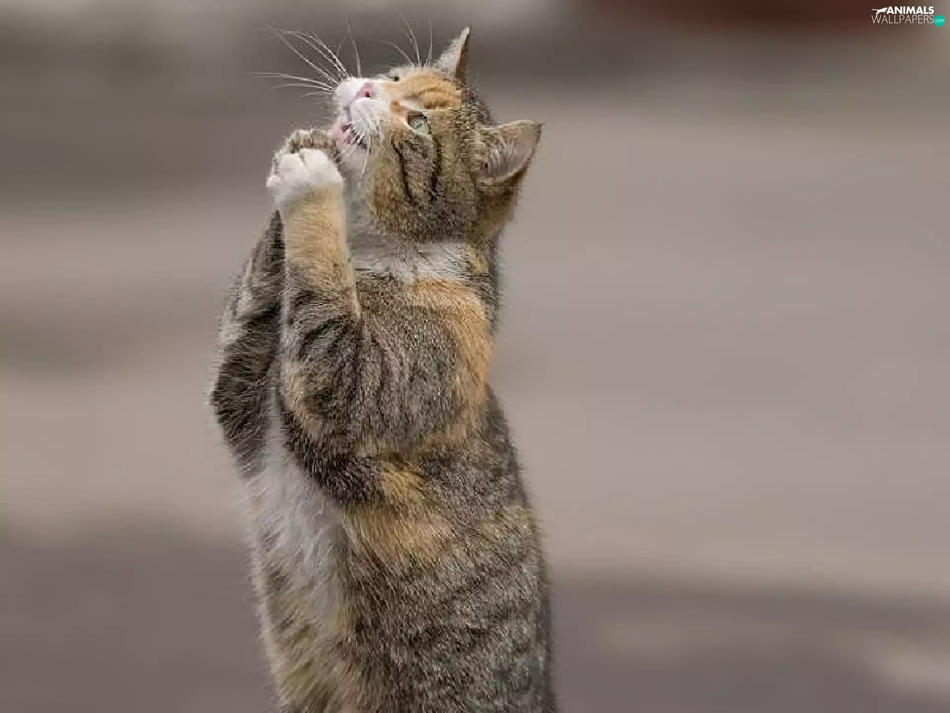 cat, prayer, themselves