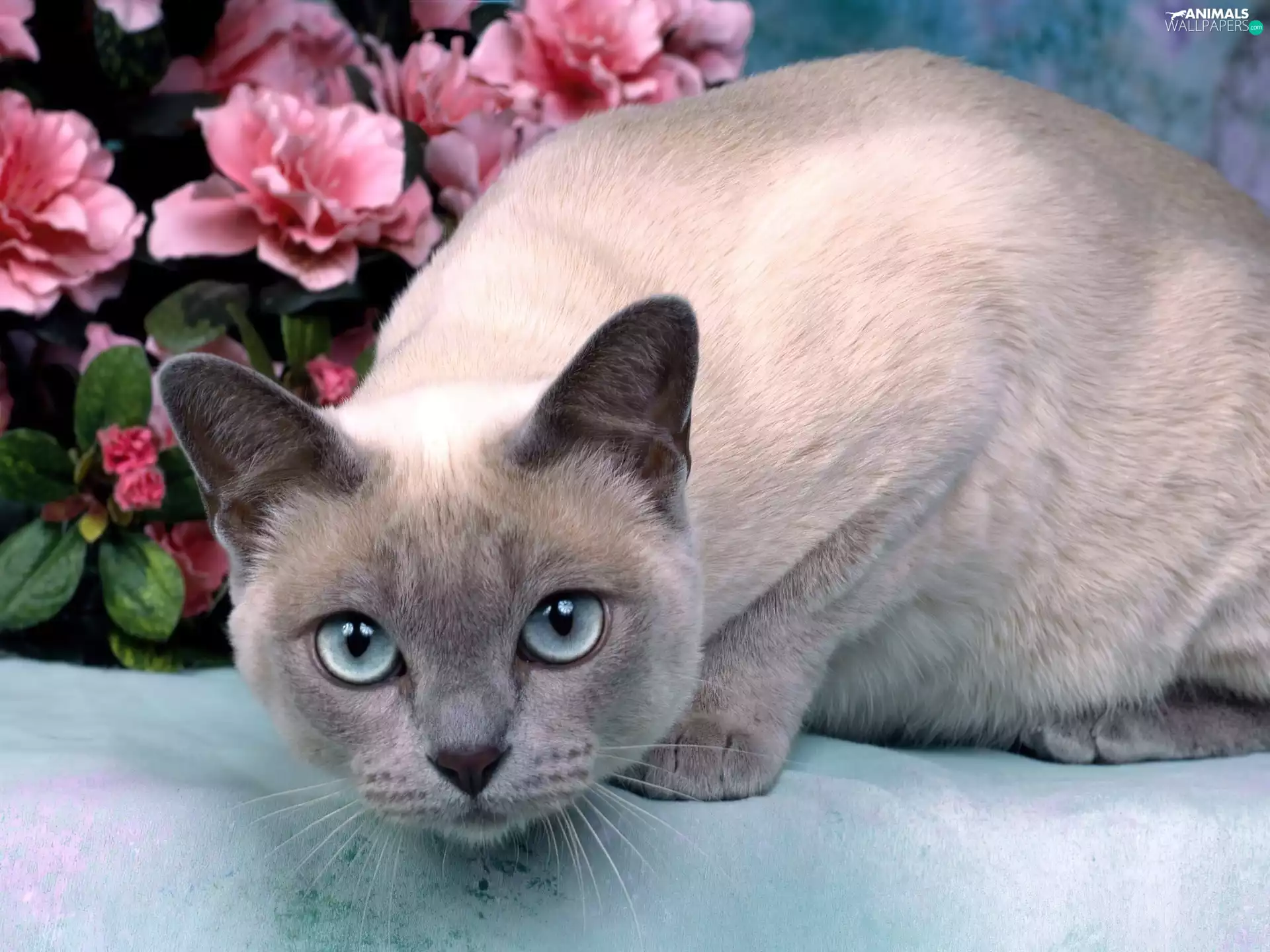 cat, Mink Tonkinese