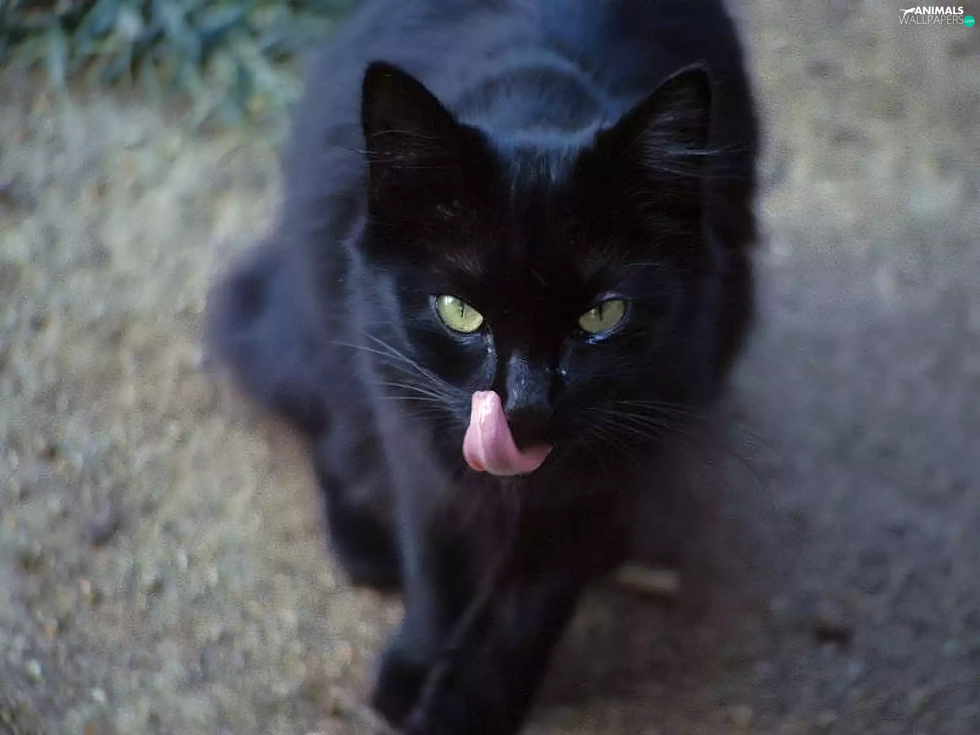 cat, Tounge