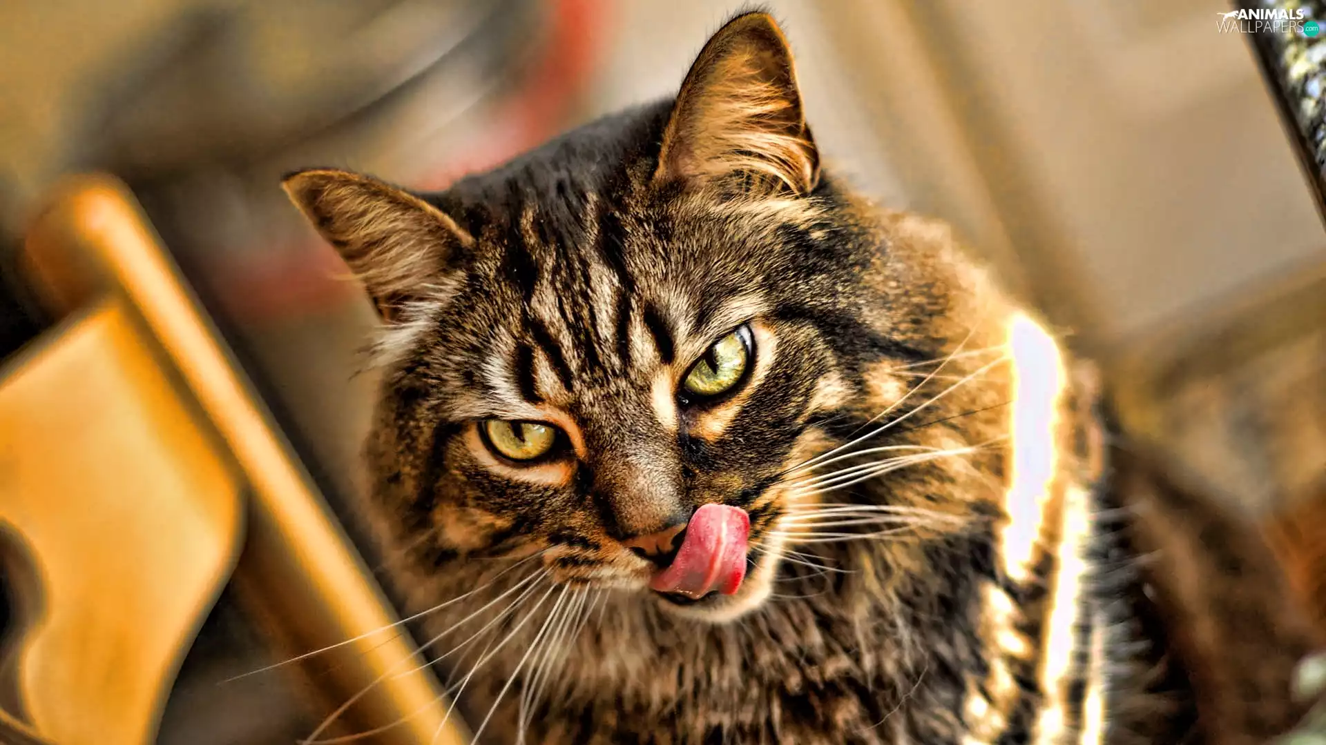 cat, Tounge