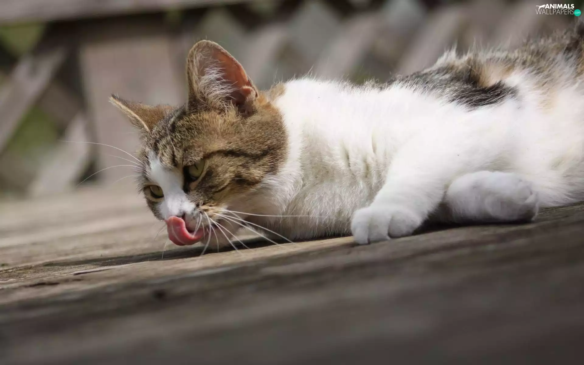 cat, Tounge