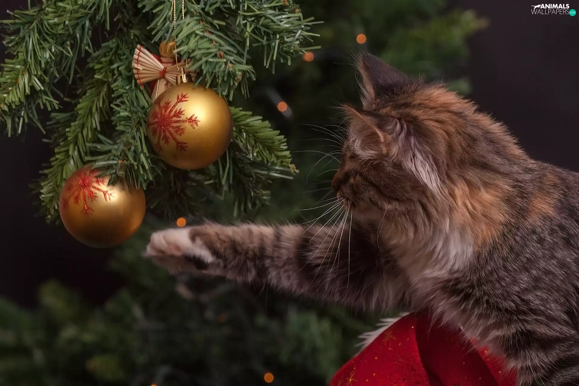 cat, christmas tree