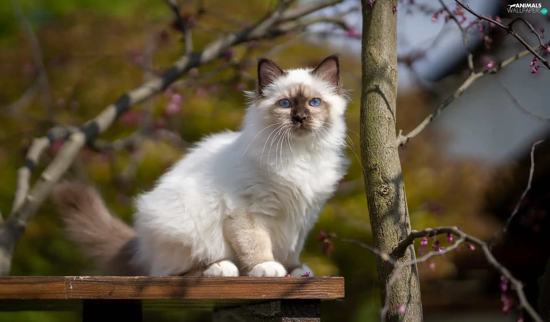 trees, cat, Burmese Cat