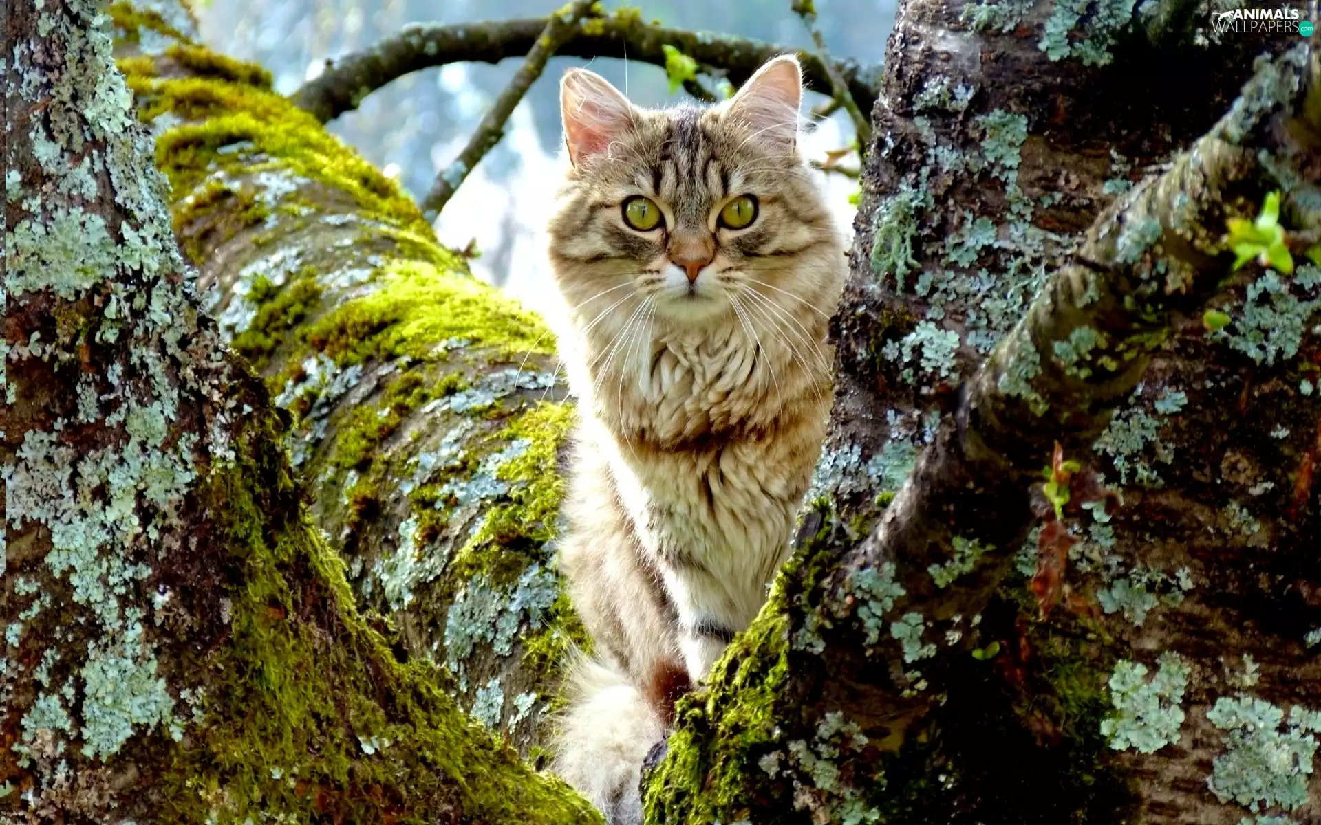 cat, trees